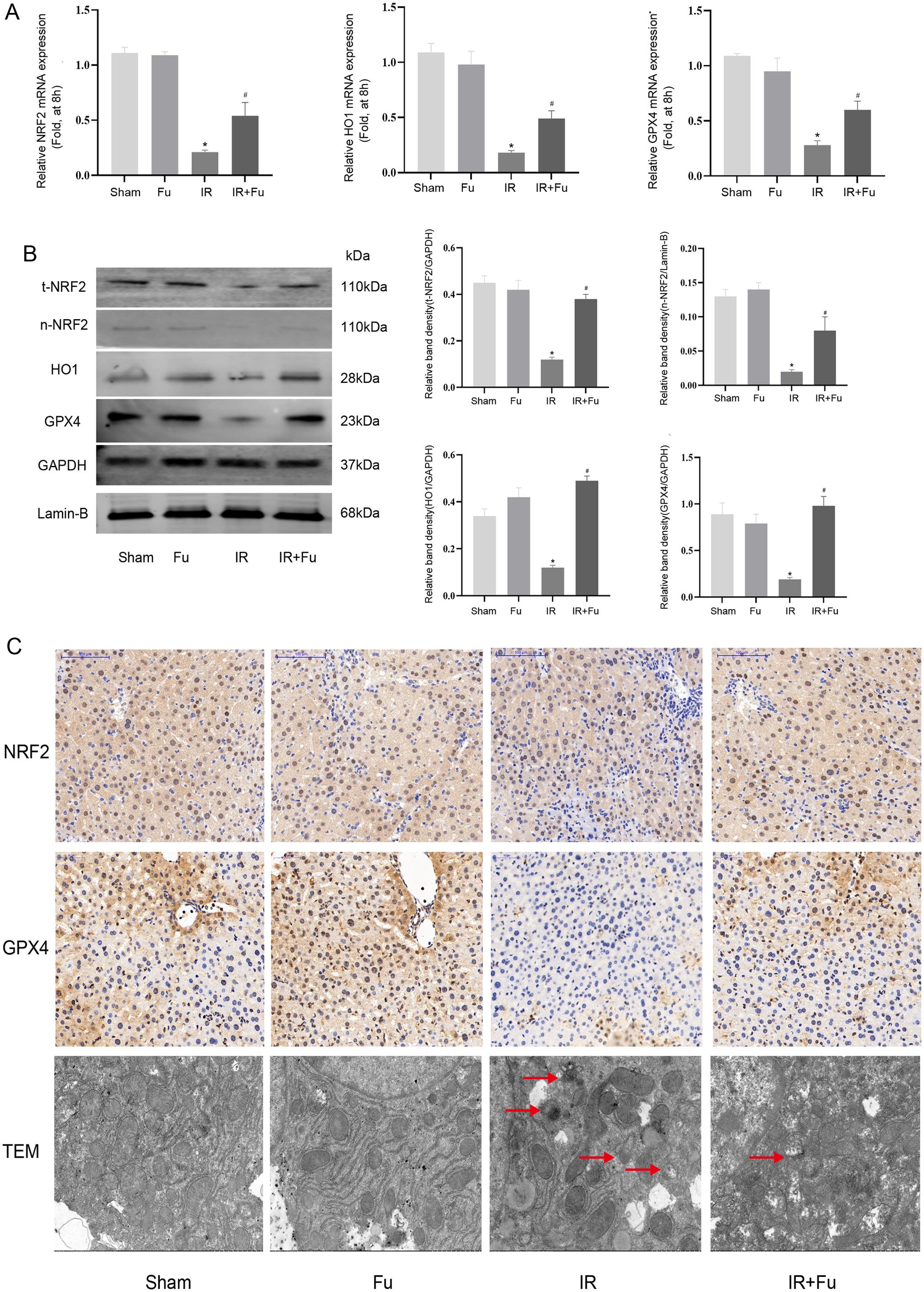 Effect of fucoidan on the Nrf2/HO-1/GPX4 pathway in mice.