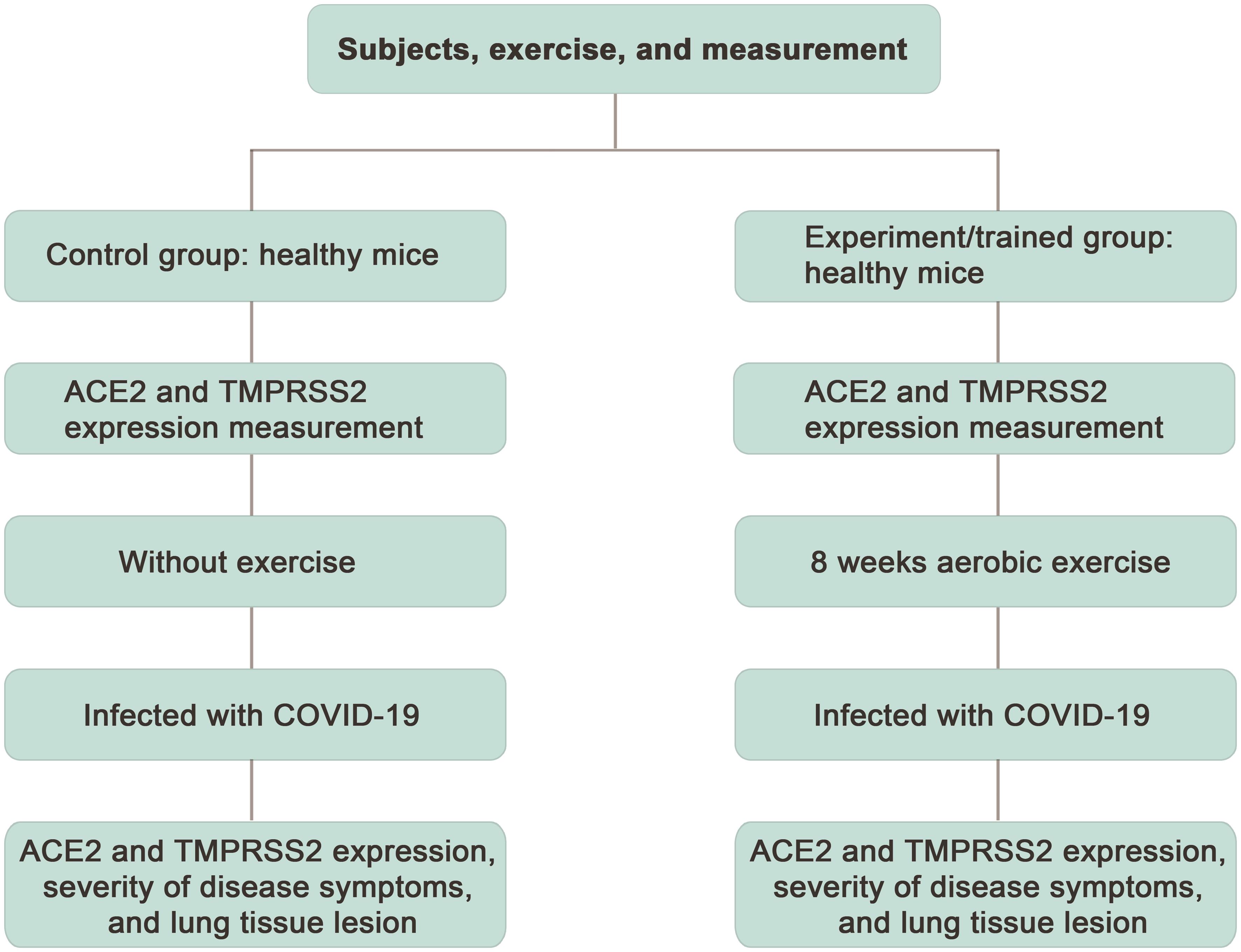 Diagram of subjects, measurements, and exercise training in both groups.