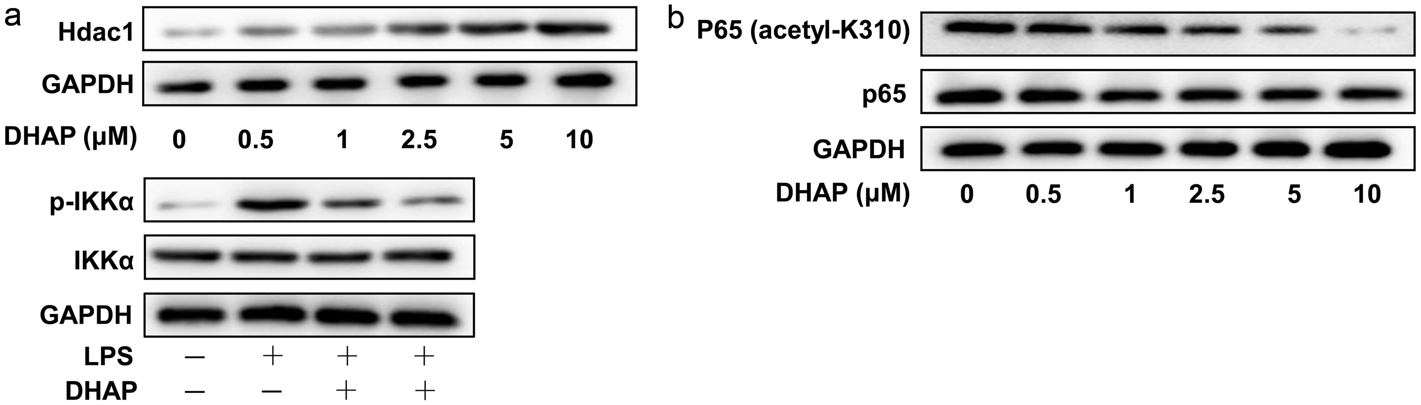 DHAP binds to Hdac1 thereby inhibiting p65 acetylation and NF-κB activation.