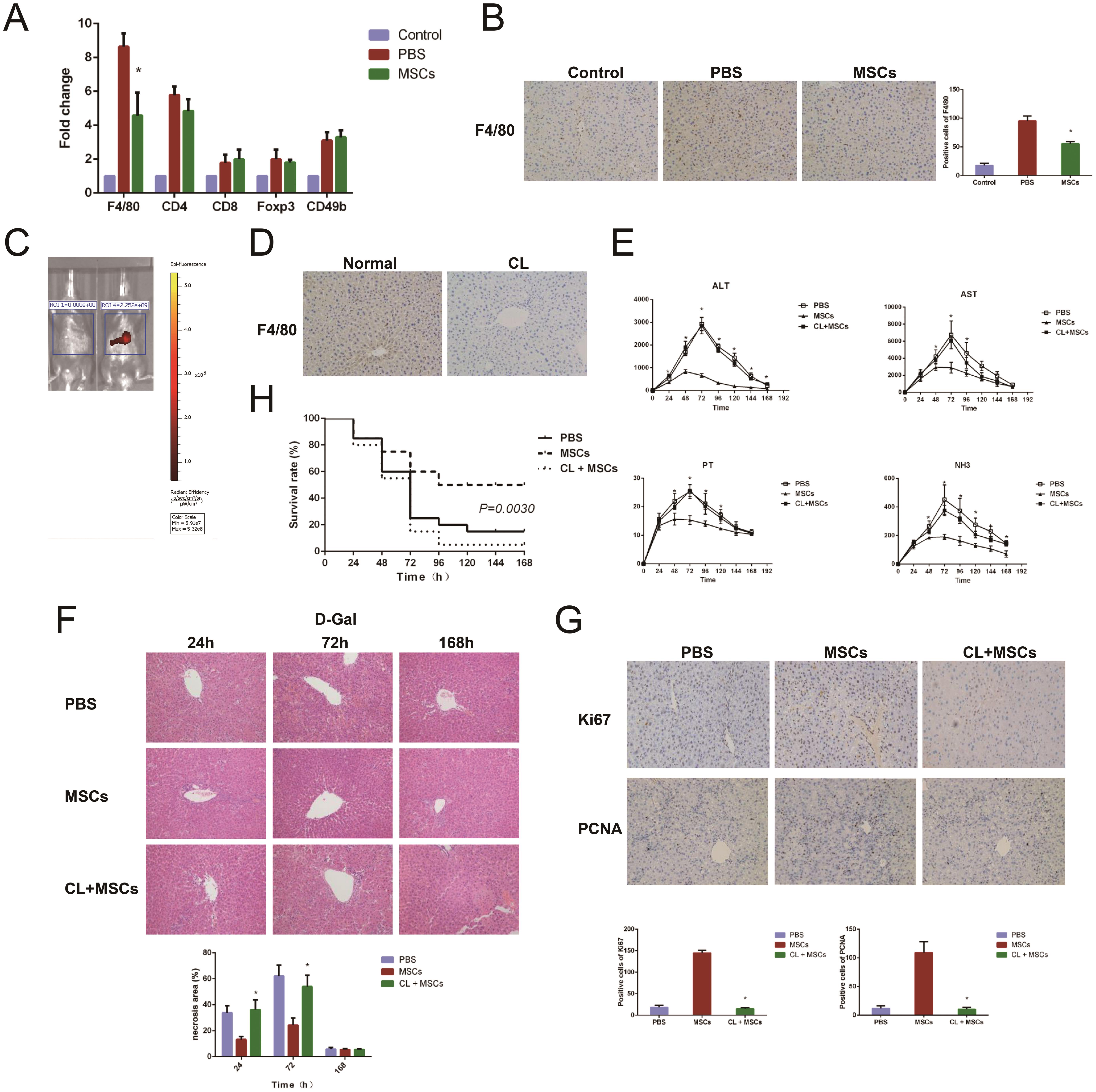 Transplantation of Mesenchymal Stem Cells Attenuates Acute Liver ...