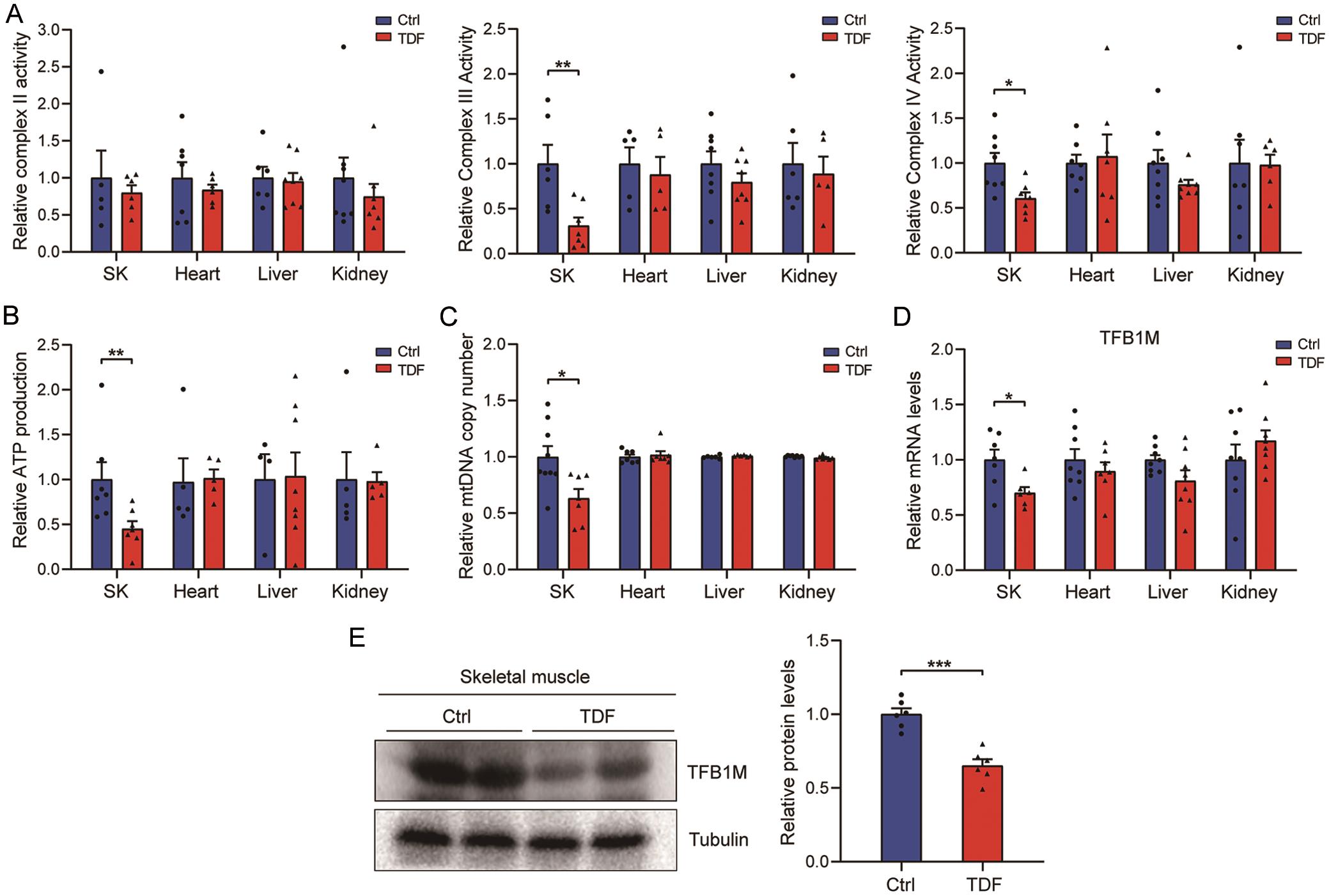 TDF impairs mitochondrial function in skeletal muscle.