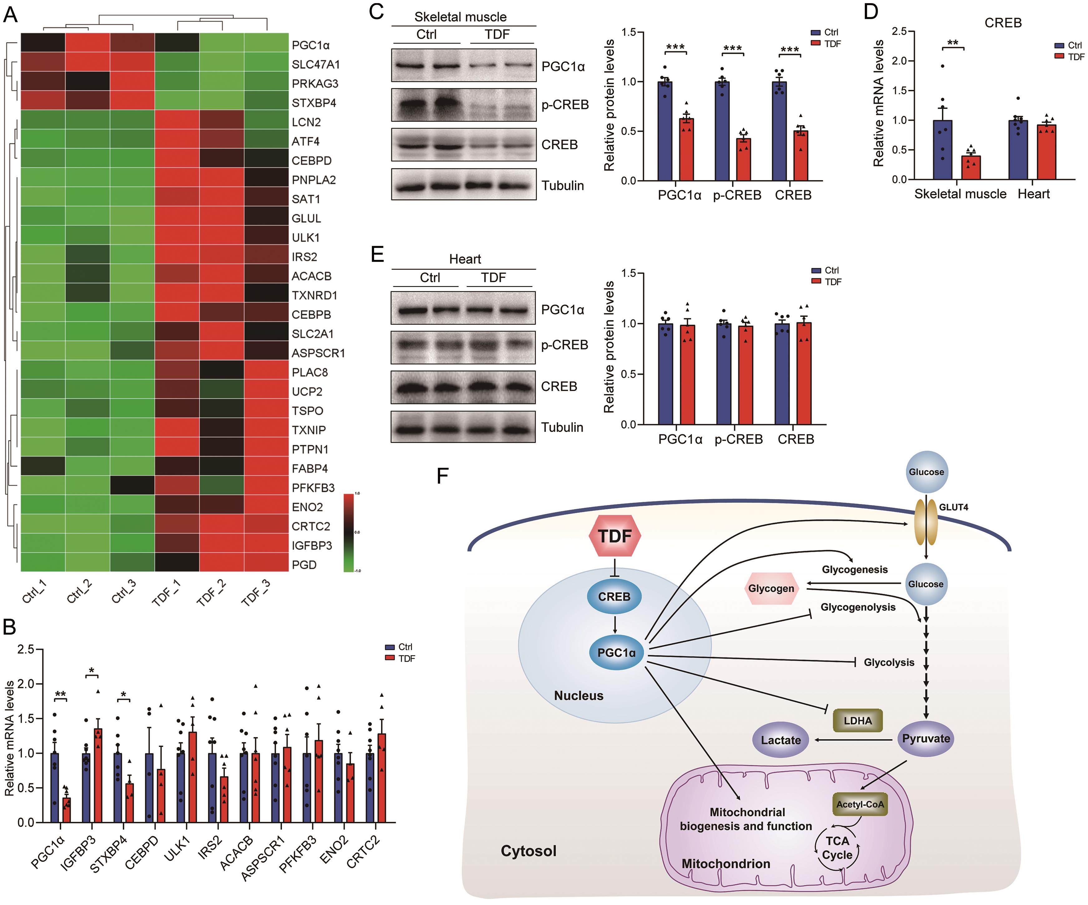 TDF down-regulates the expression of PGC1α in skeletal muscle.