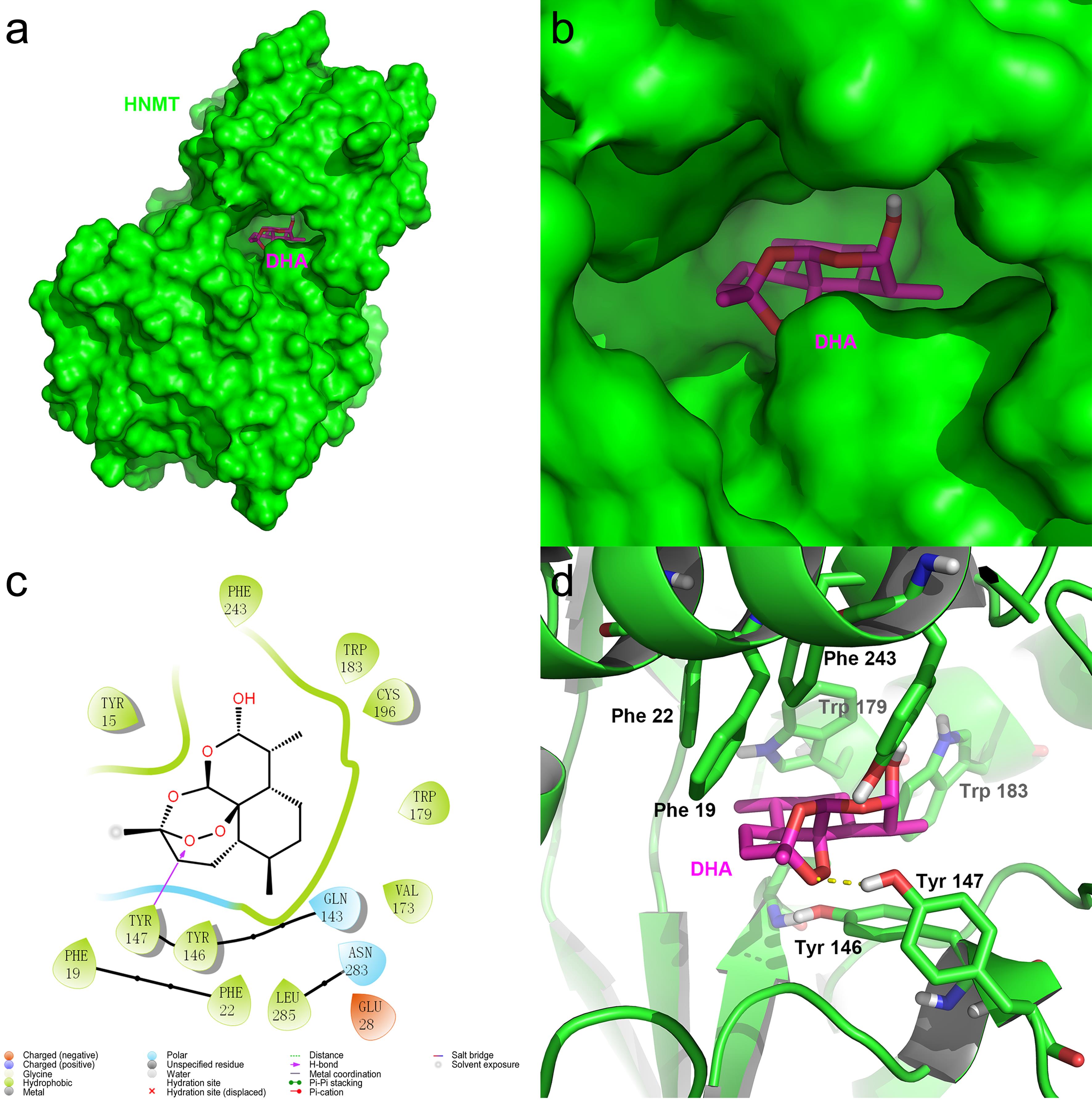 Docking results between dihydroartemisinin (DHA) and histamine N-methyltransferase (HNMT).