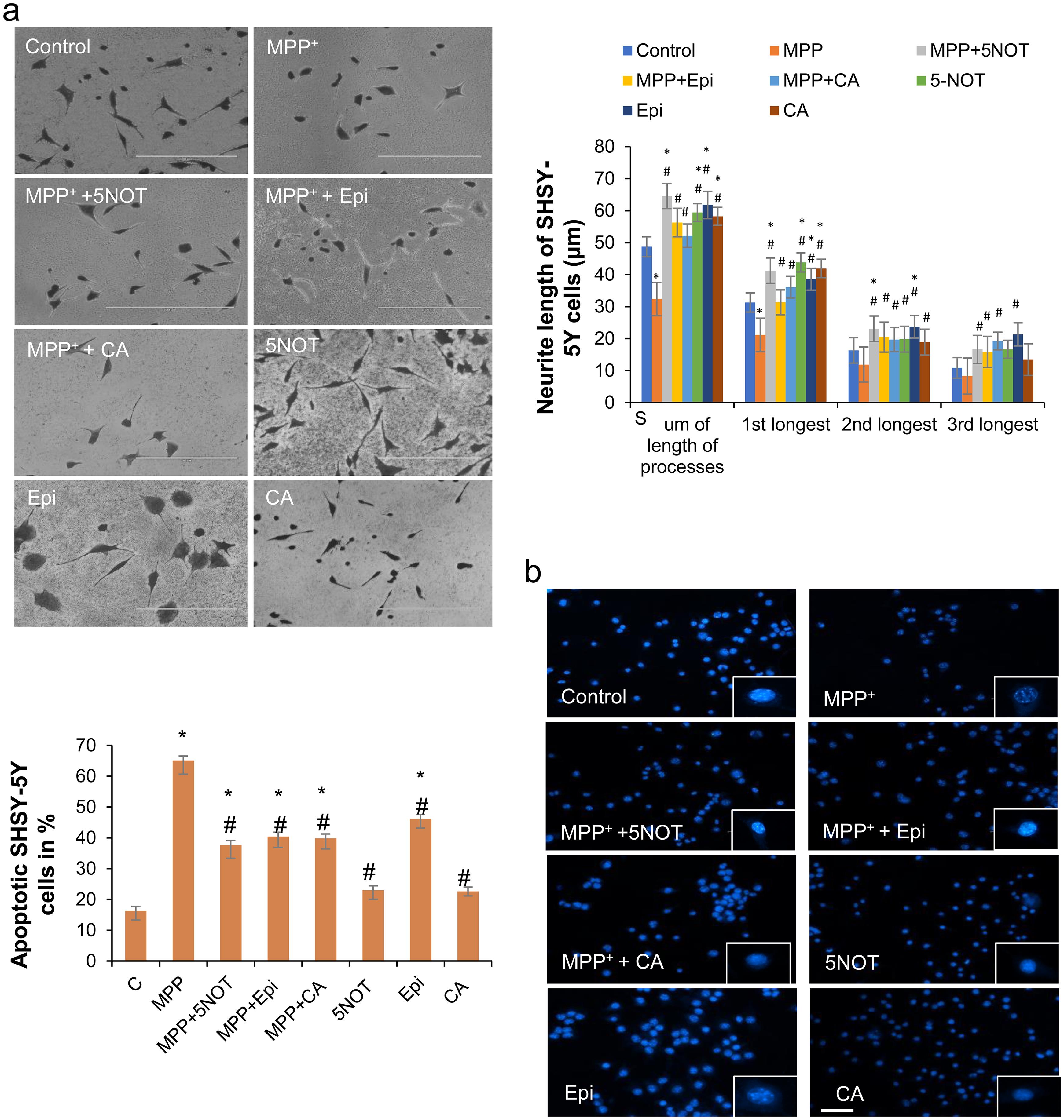 5-nonyloxytryptamine oxalate (5-NOT) and Epirubicin (Epi) treatment restored the morphological changes induced by MPP challenge at the cellular and nuclear levels.