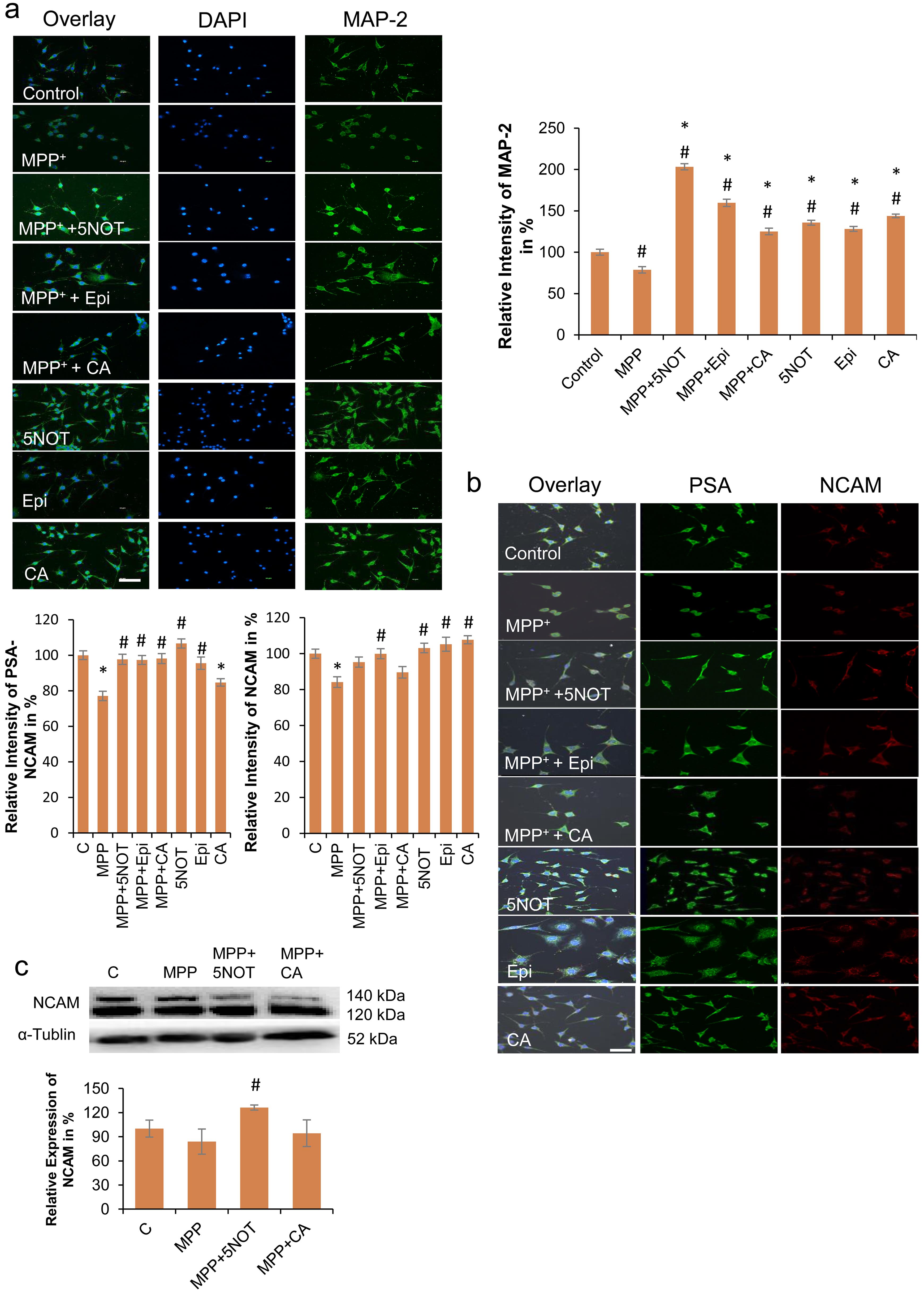 5-nonyloxytryptamine oxalate (5-NOT) and Epirubicin (Epi) treatment promoted the structural and synaptic protein expression after MPP challenge.