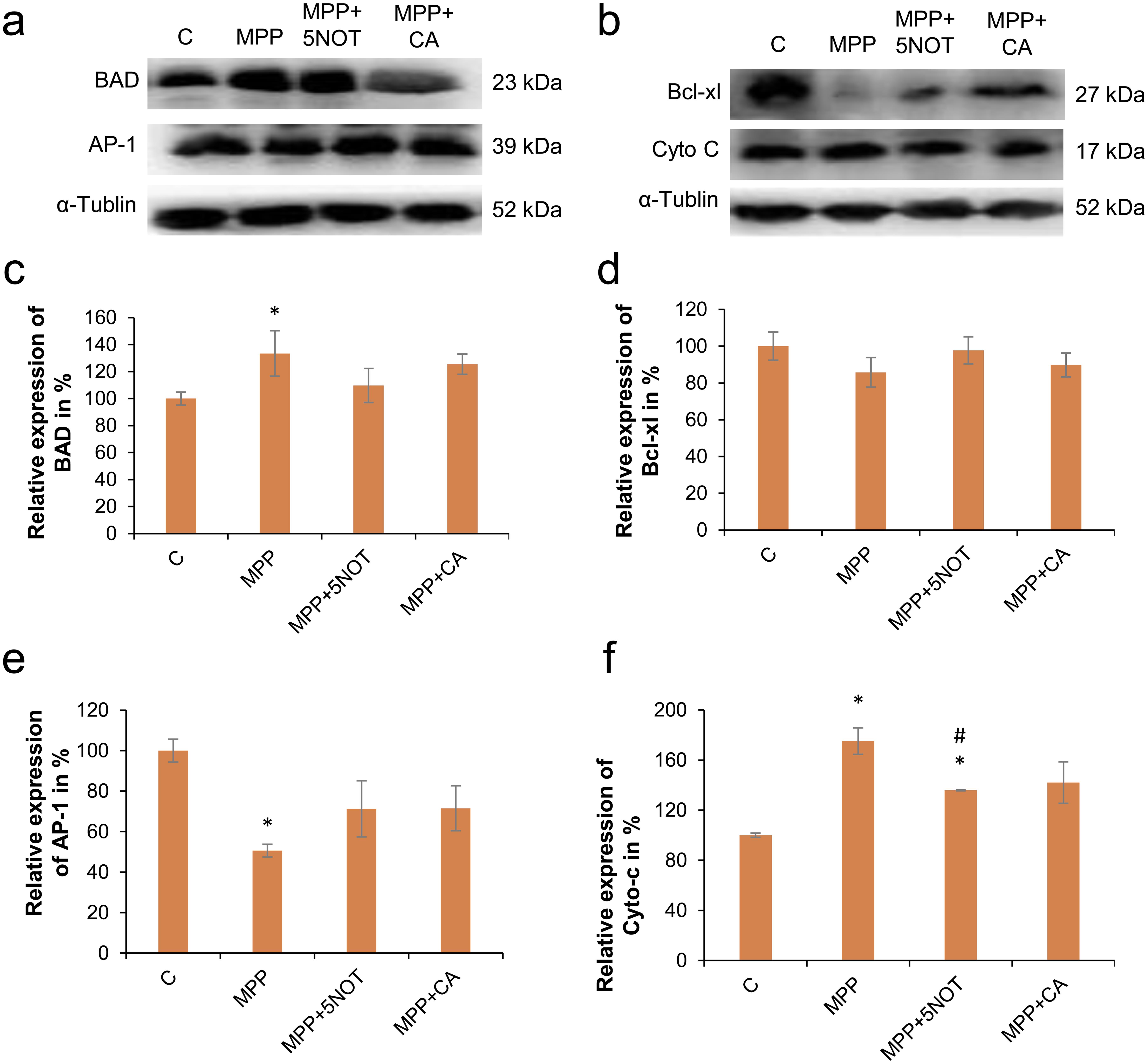 5-nonyloxytryptamine oxalate (5-NOT) treatment modulates the expression of cell survival proteins.