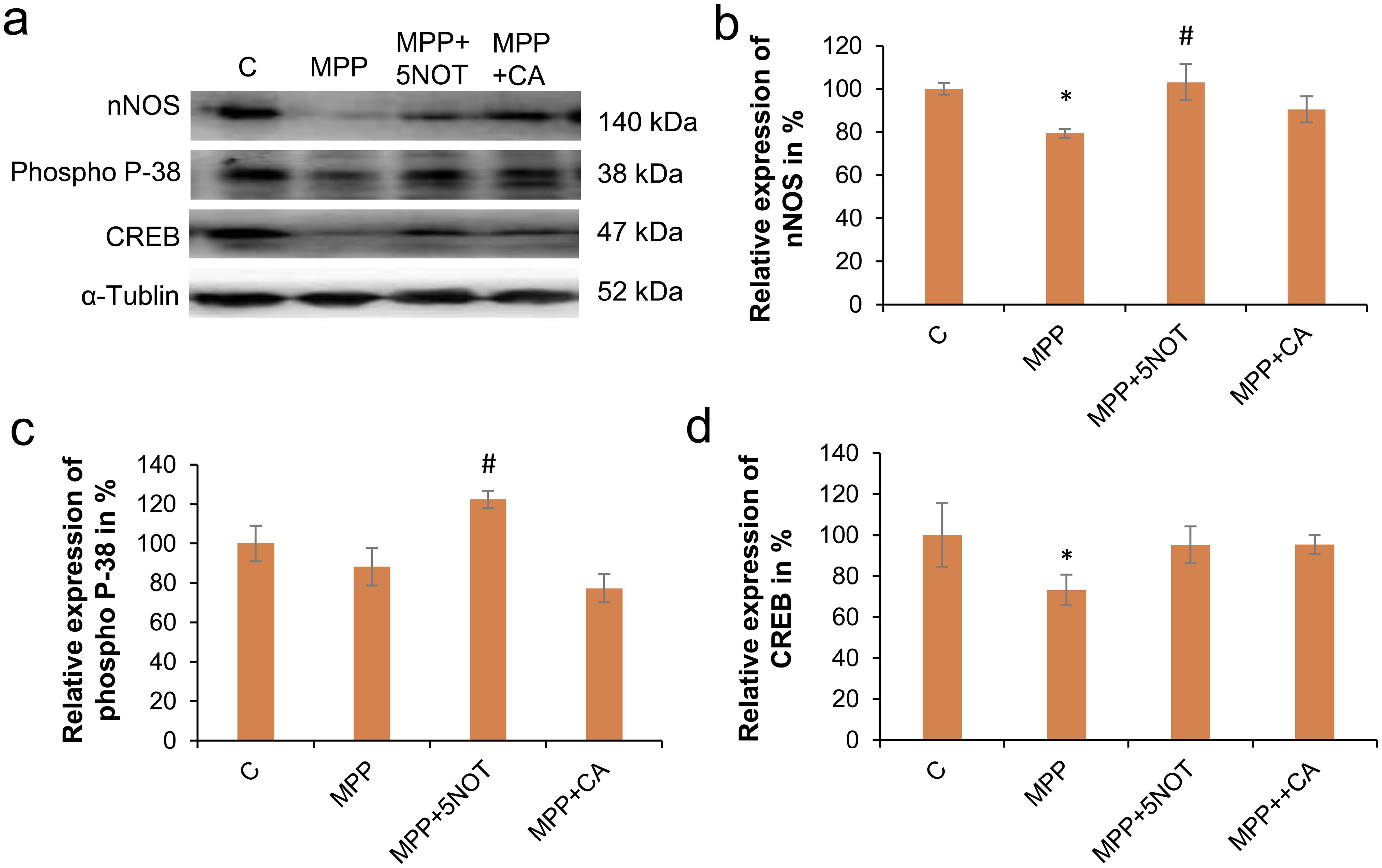 5-nonyloxytryptamine oxalate (5-NOT) treatment also modulates the expression of synaptic proteins.