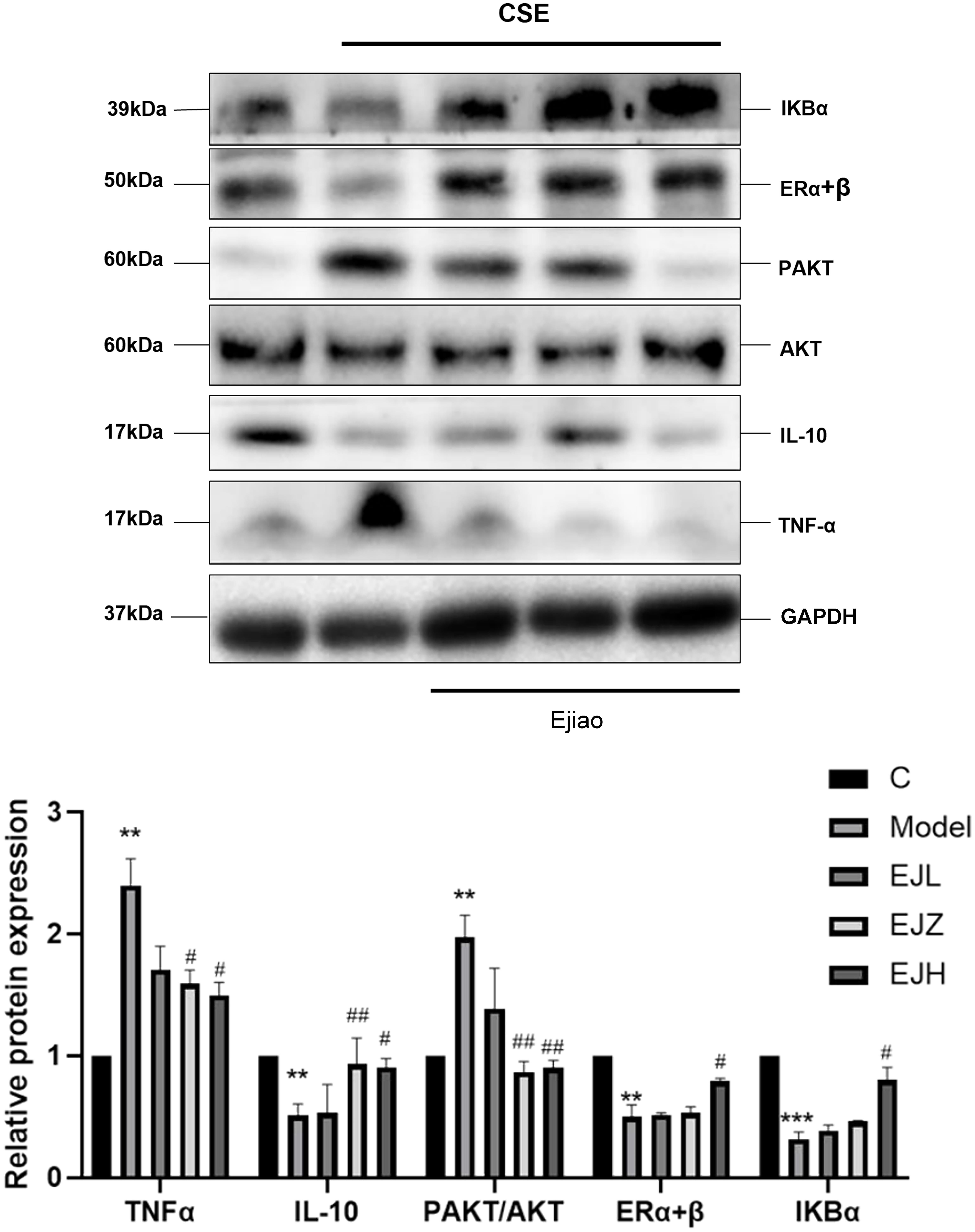 Western blot was used to detect the expression of related proteins in CSE-infected RAW264.7 cells after treatment with Ejiao.