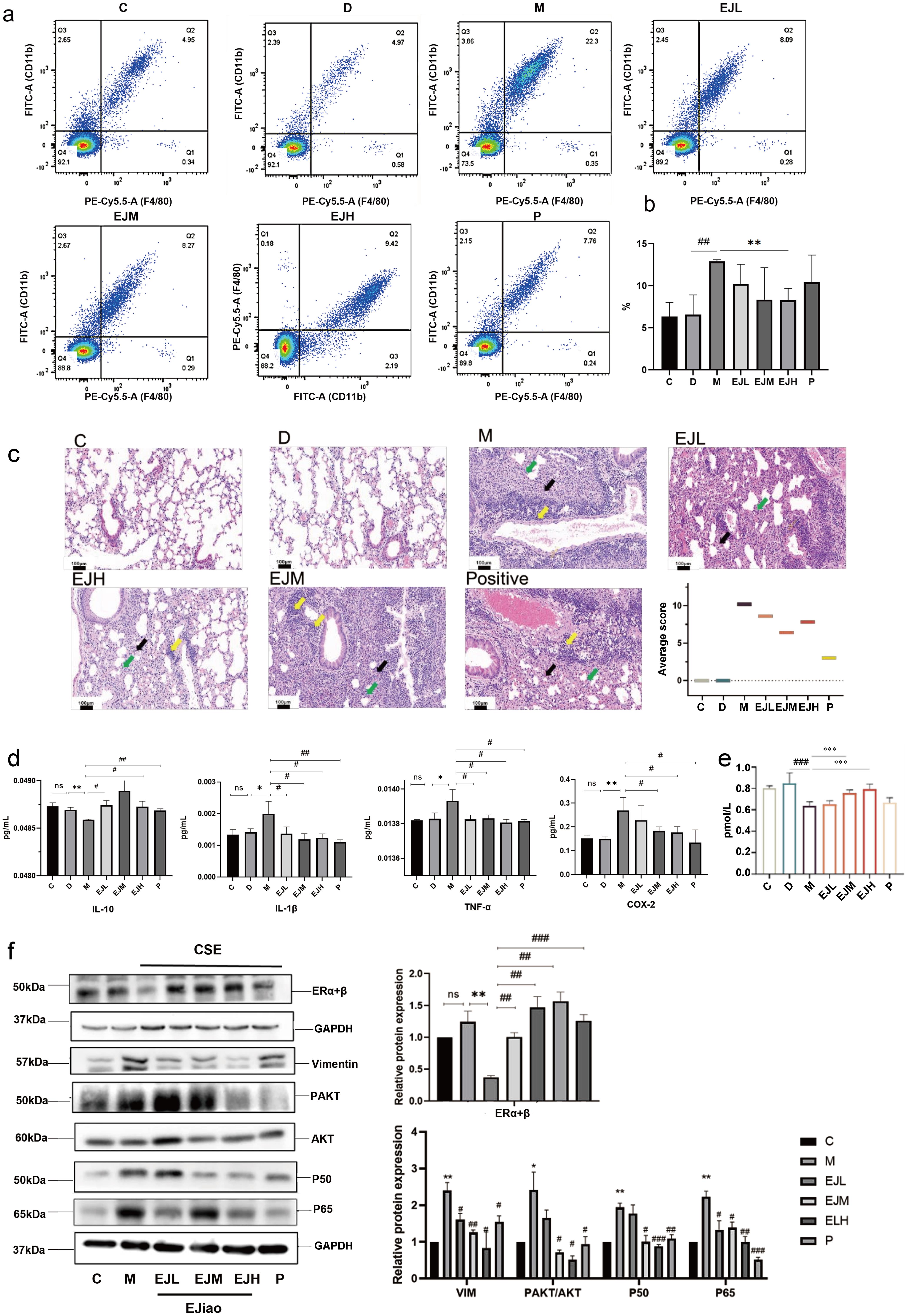 Ejiao can reduce inflammatory factors in COPD mice.
