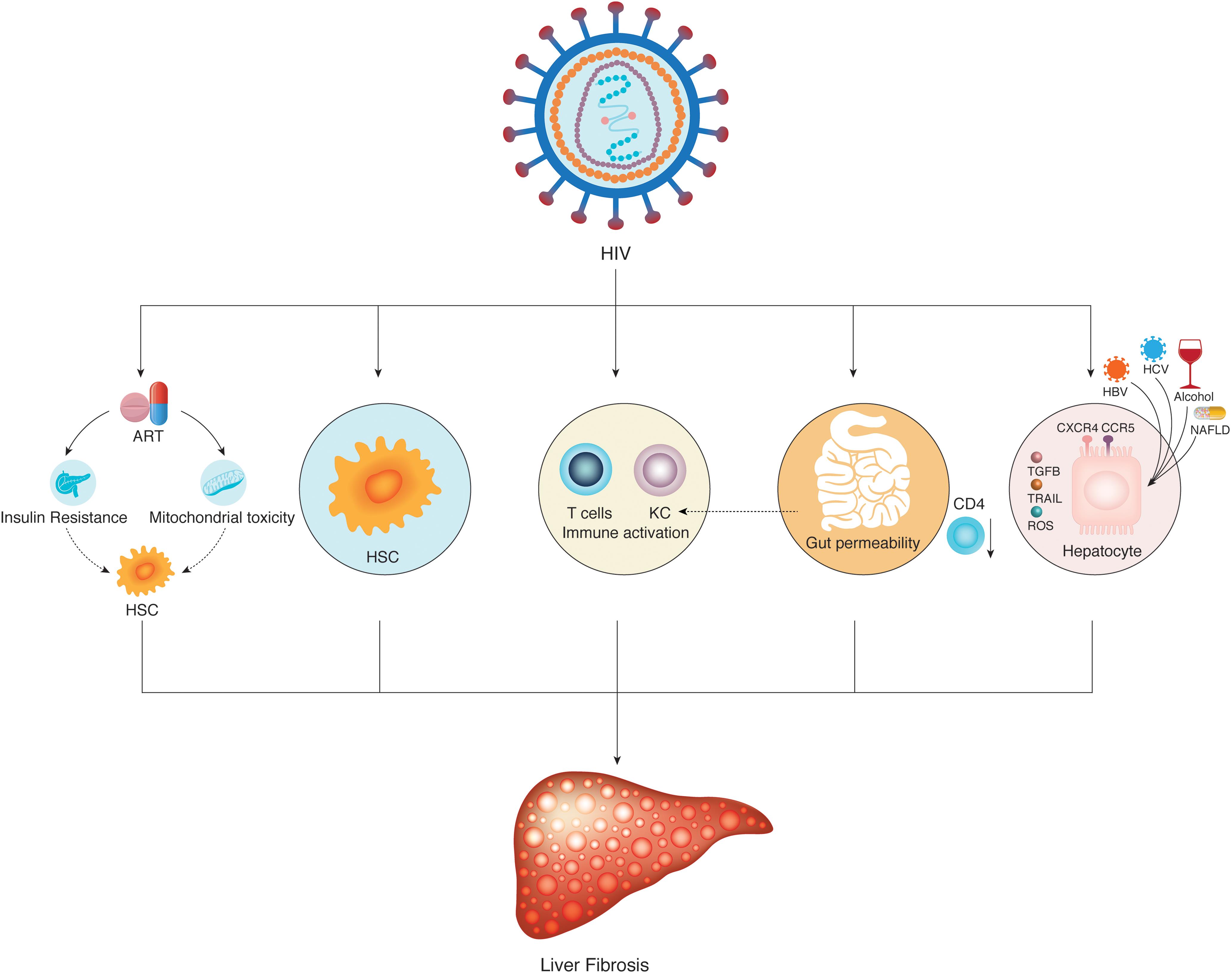 Factors affecting liver fibrosis during human immunodeficiency virus (HIV) infection.