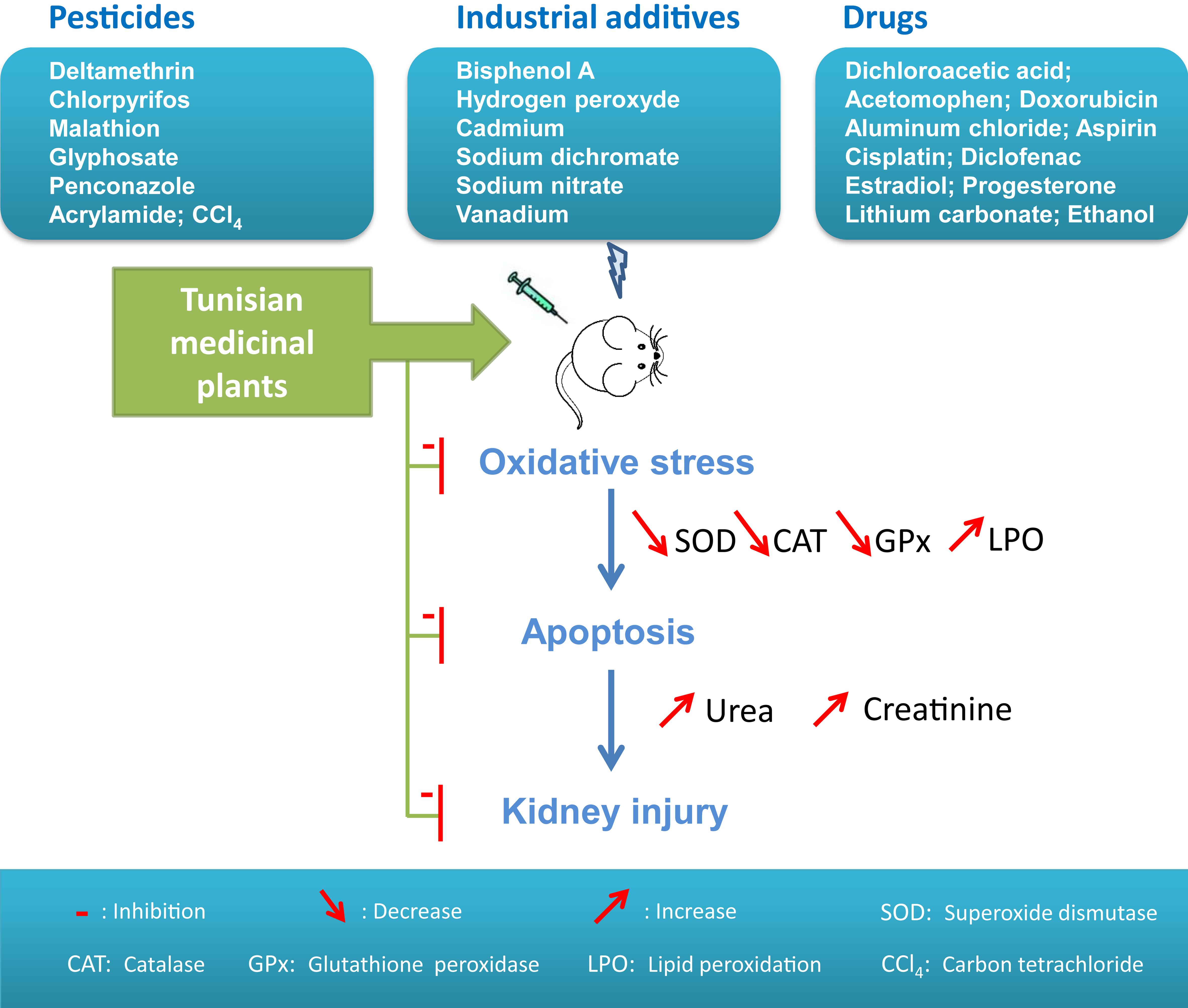 Tunisian medicinal plants play nephroprotective roles by inhibiting oxidative stress, apoptosis and kidney injury.