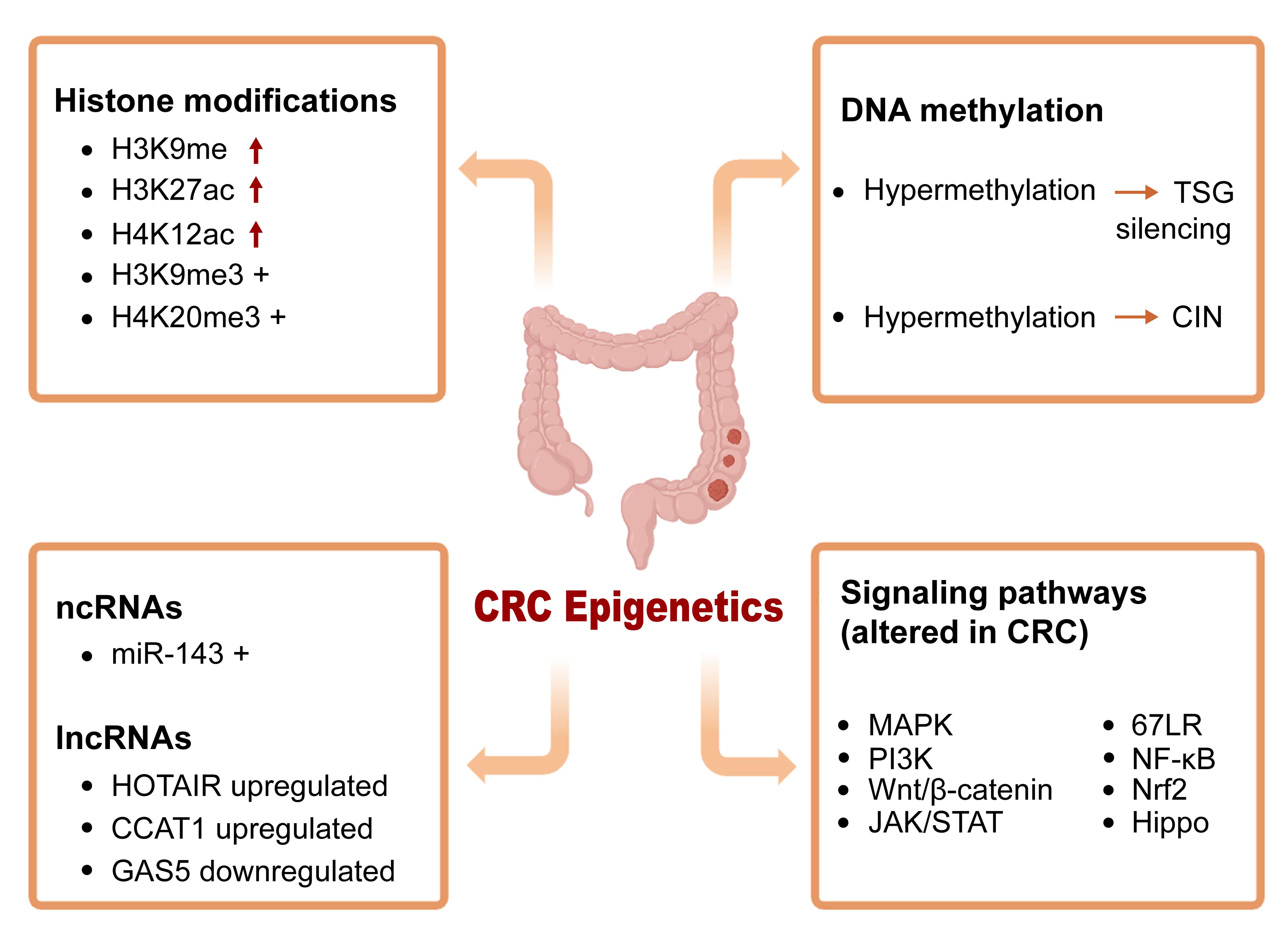 Some epigenetic alterations detected in CRC.