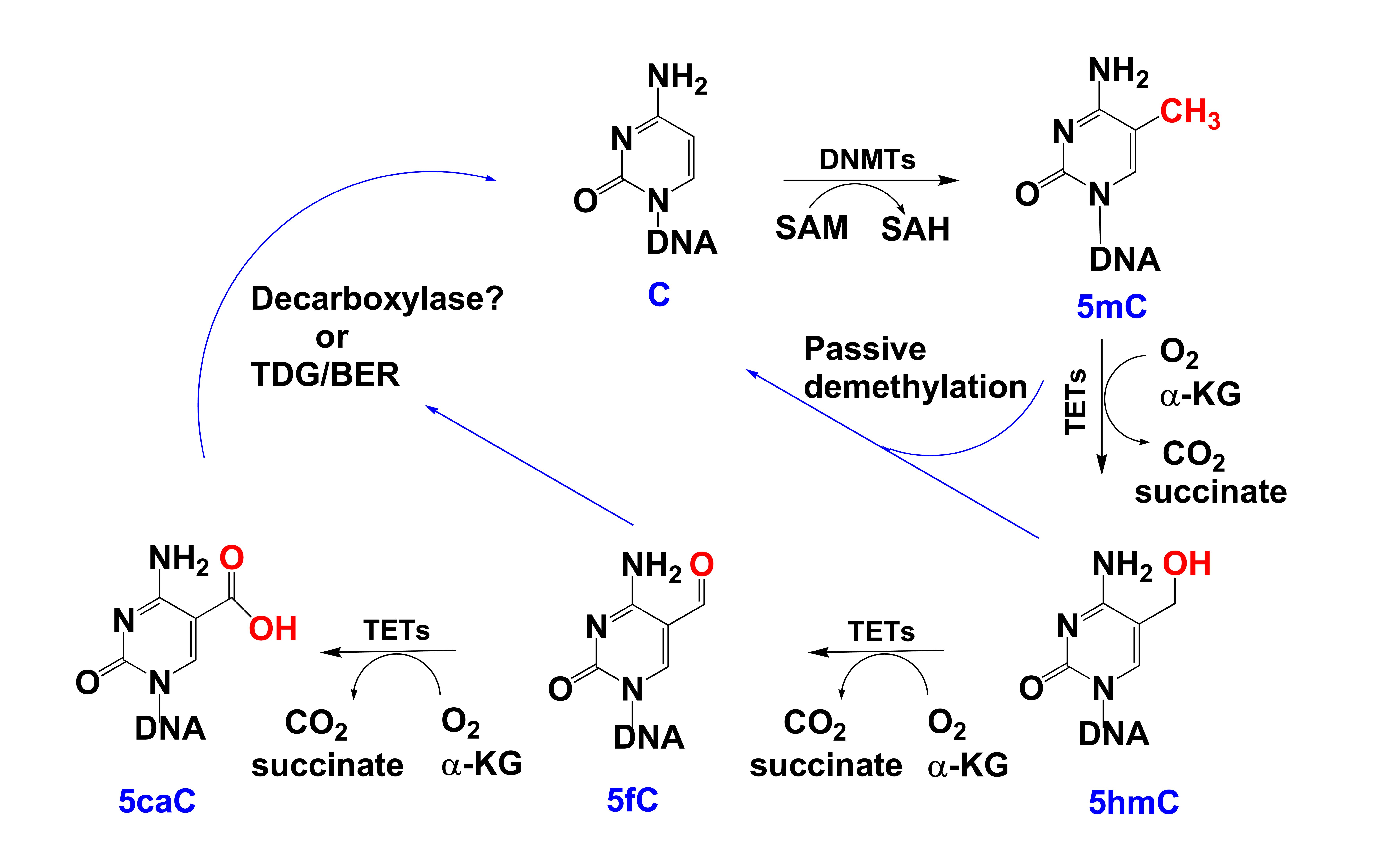 Successive oxidation reactions of 5mC.