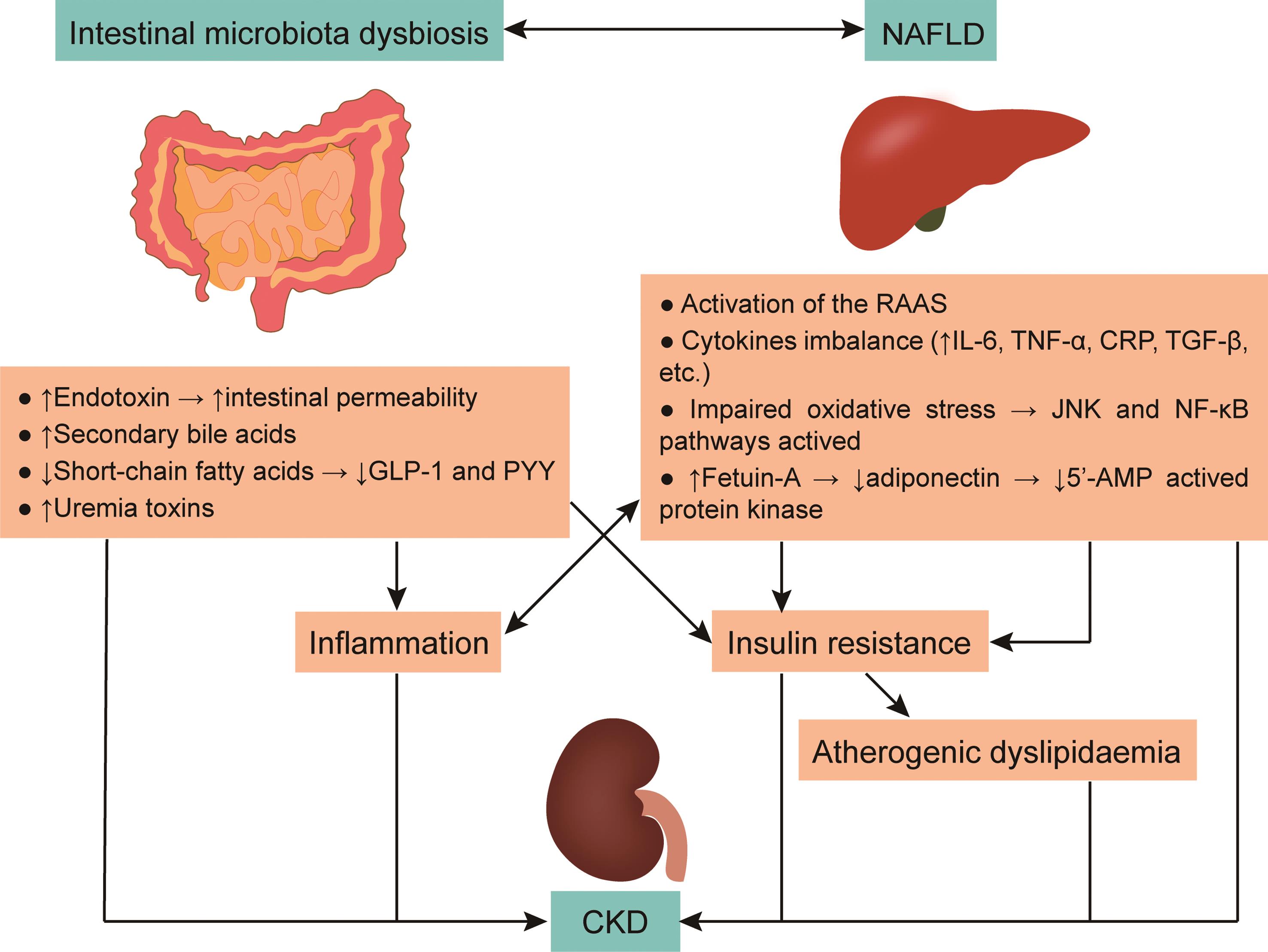 Putative biological mechanisms linking NAFLD and CKD.