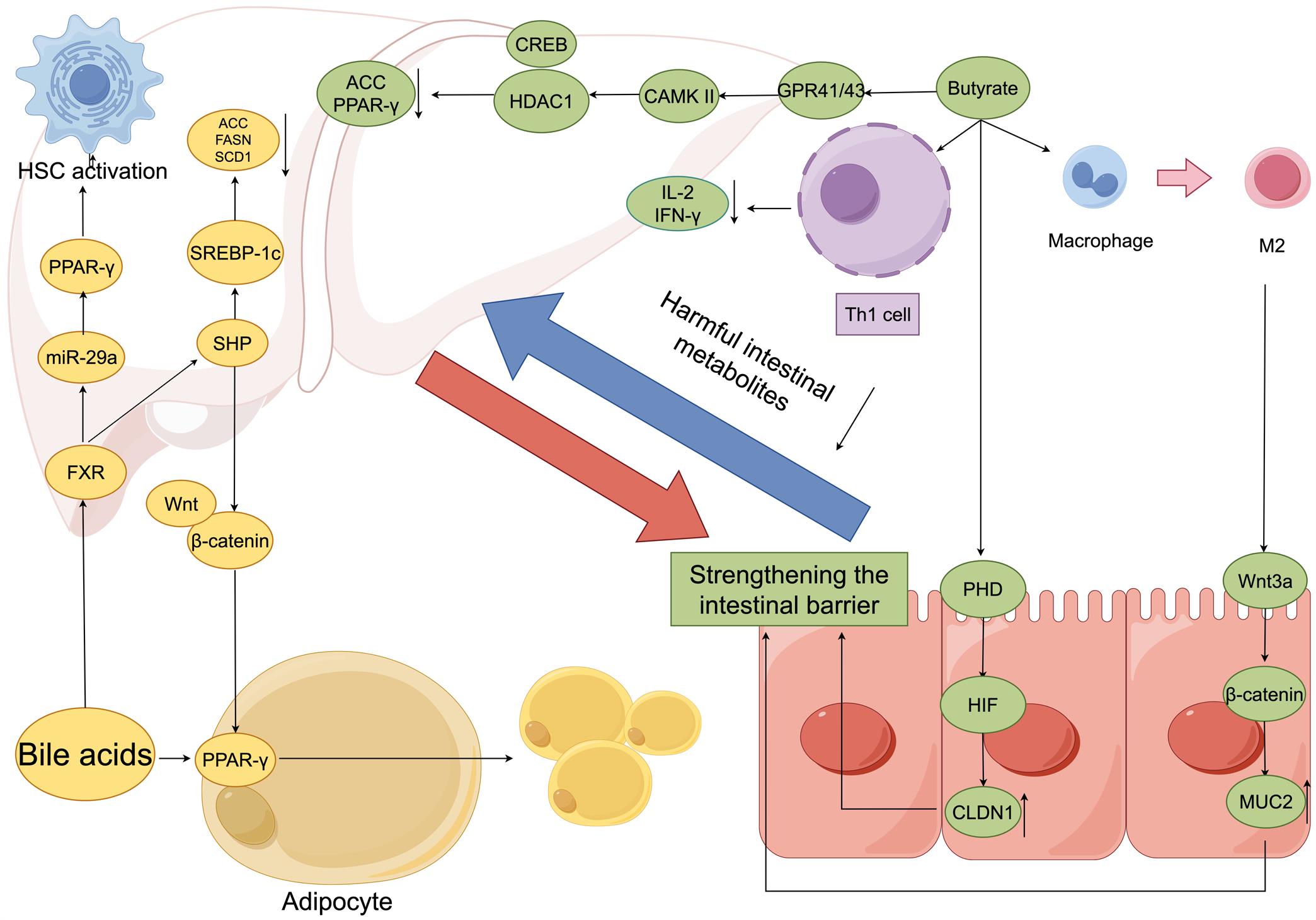 Butyrate- and bile acid-associated pathways in MASLD.