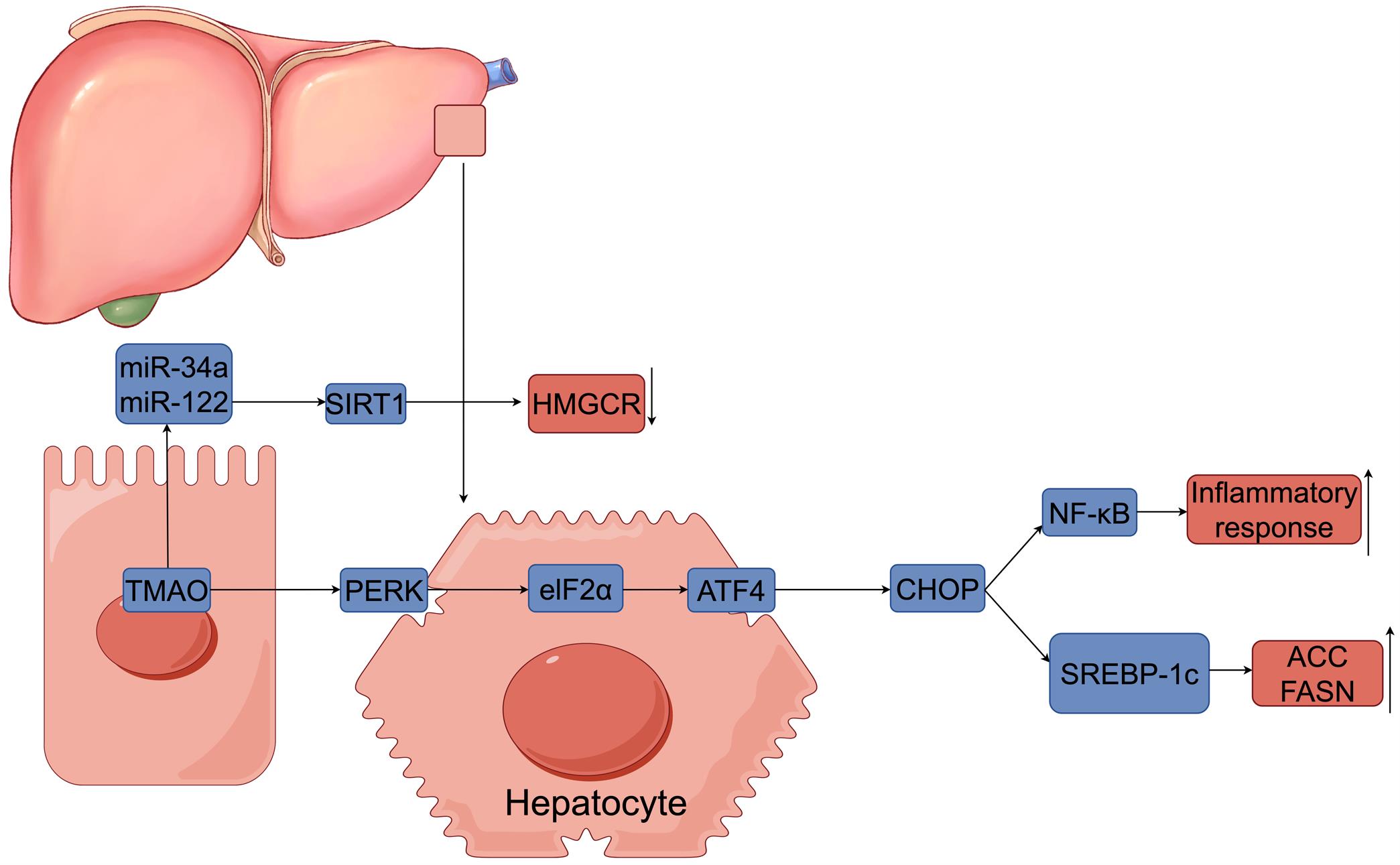 TMAO-associated pathways in MASLD.
