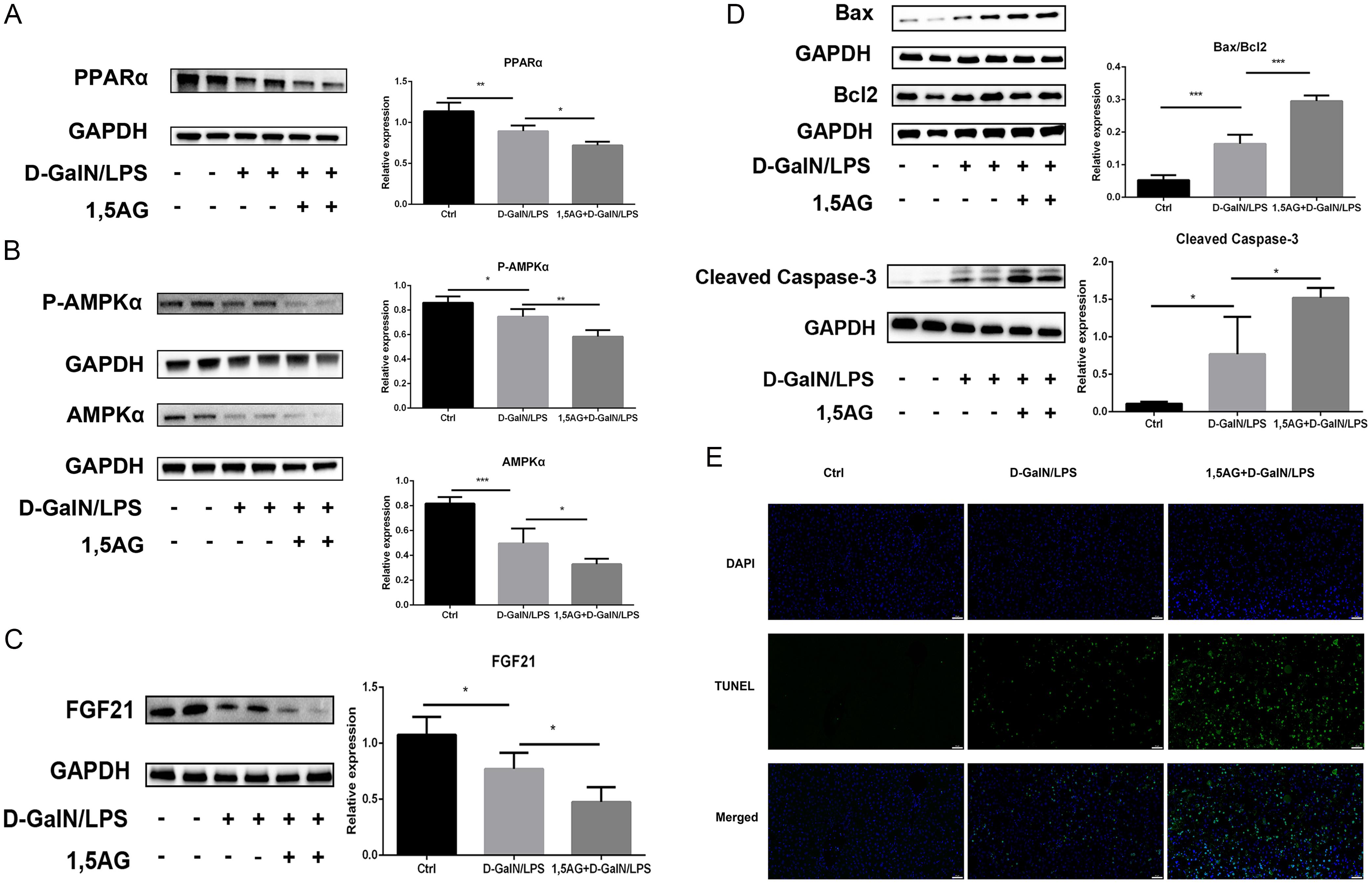 Effects of 1,5AG on the PPARα signaling pathway in ALF mice.