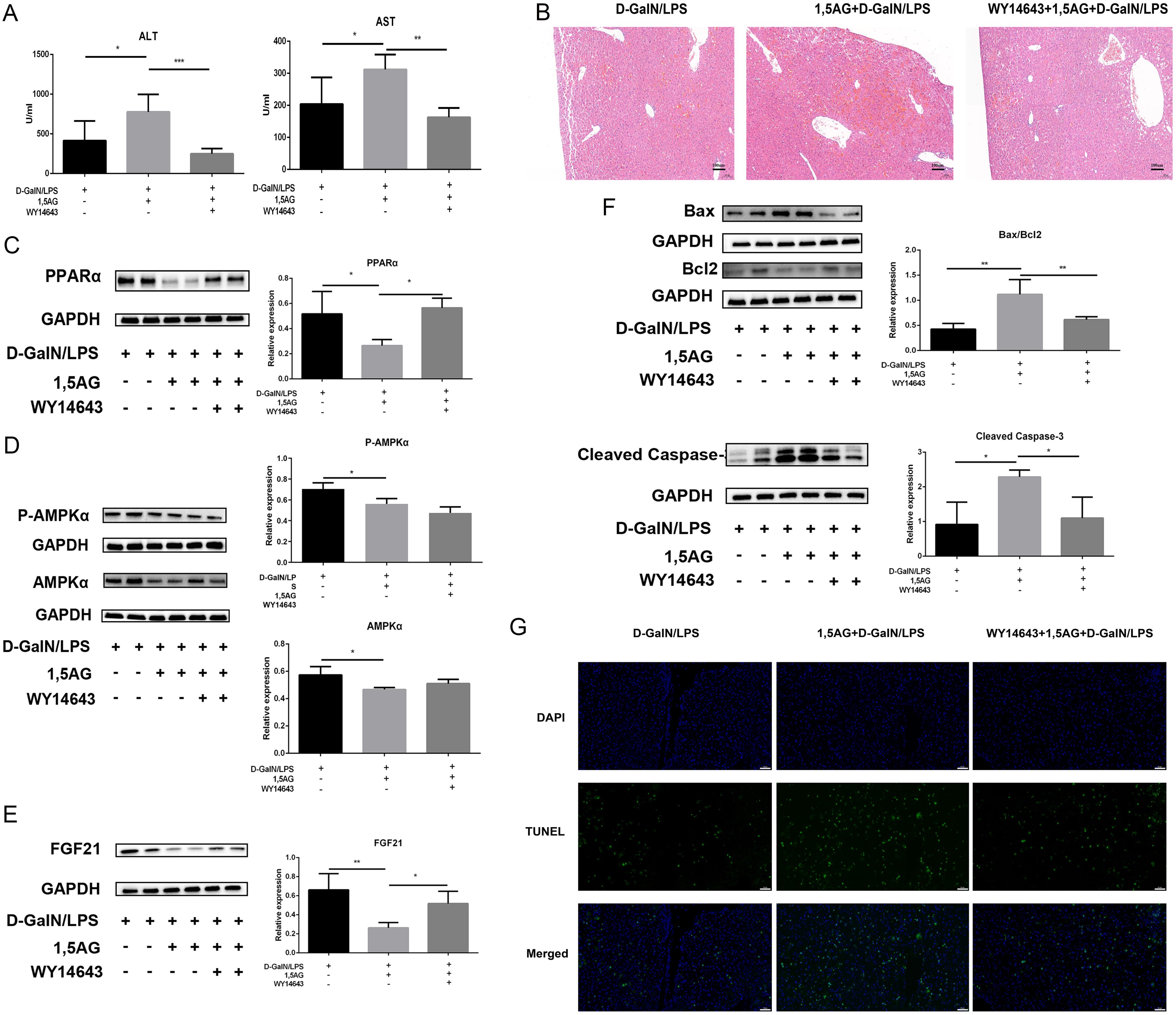 Effects of WY-14643 administration in 1,5AG-treated ALF mice.