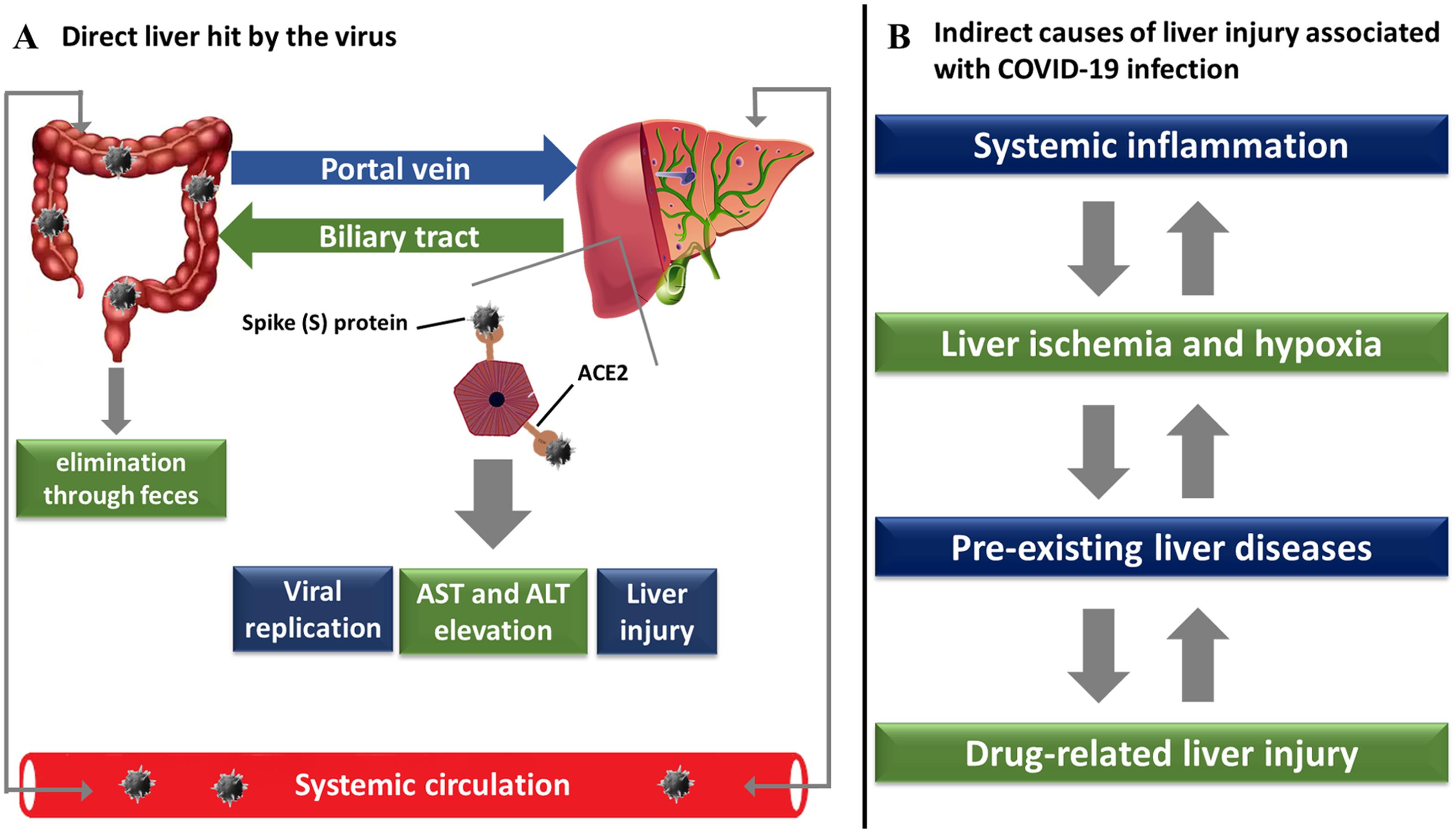  <bold>Mechanisms of liver injury induced by SARS-CoV-2.</bold>