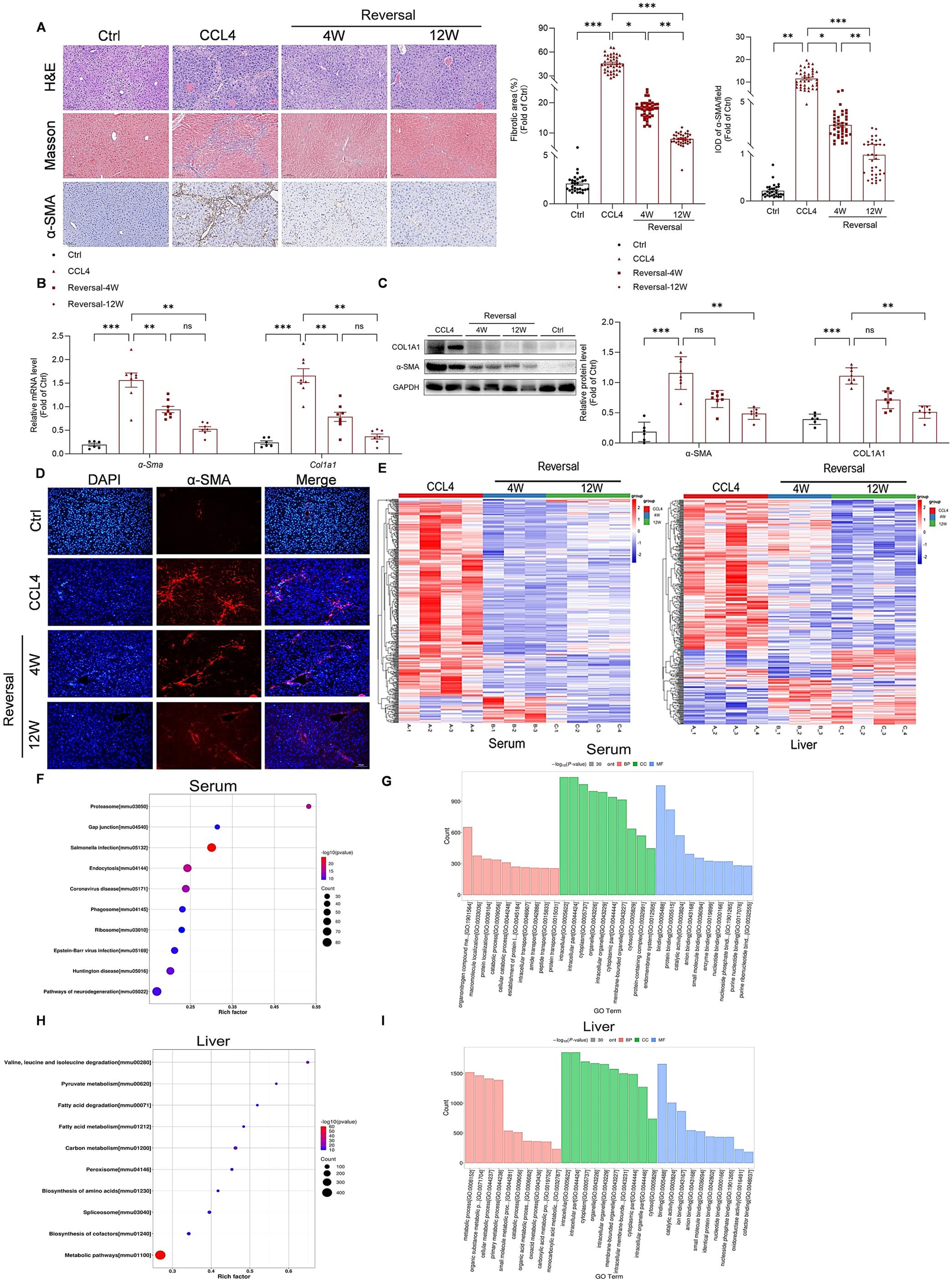 Proteomic profiling of liver and serum in a mouse model of liver fibrosis reversal.