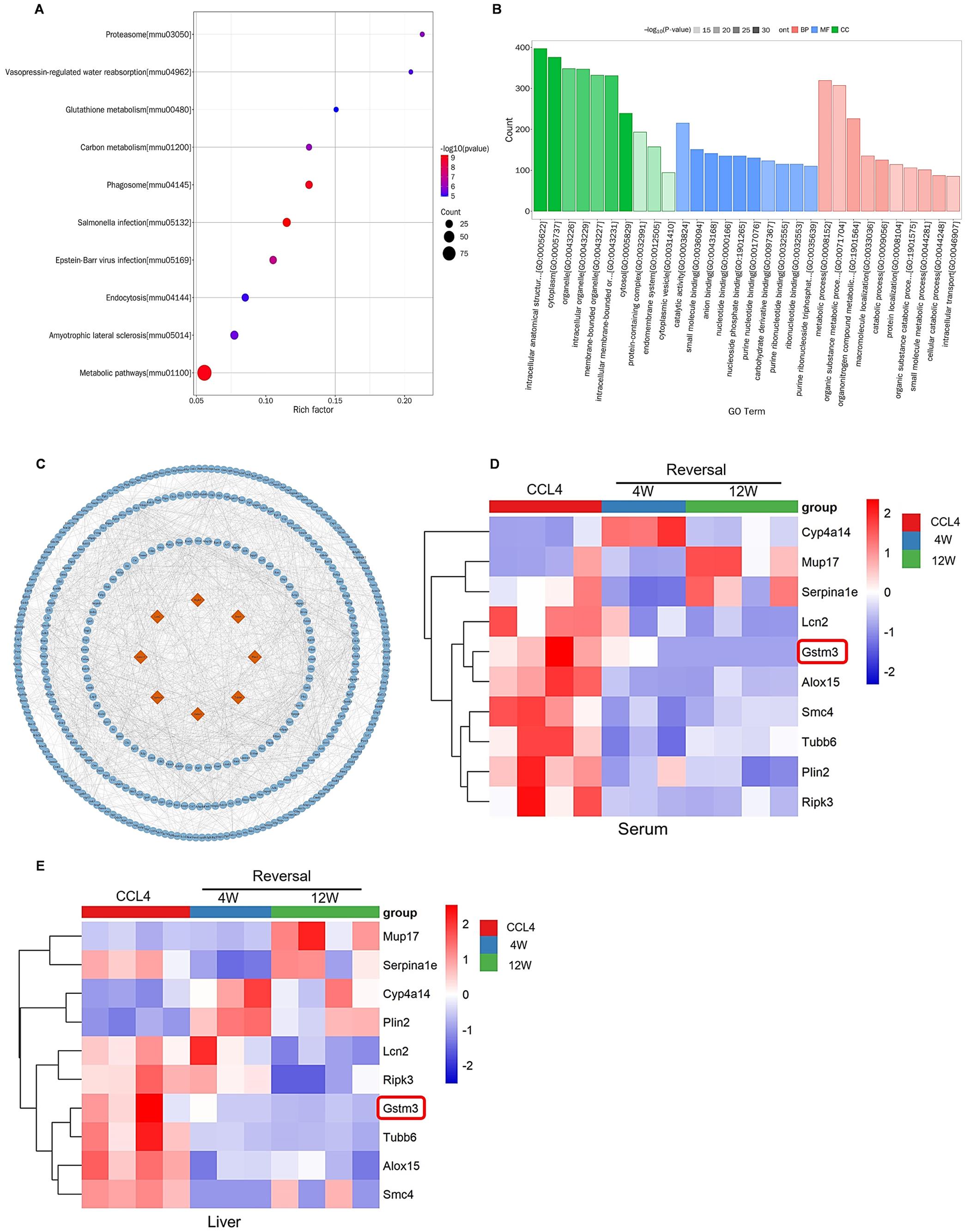 Integrated bioinformatics analysis of DEPs shared between liver tissue and serum.