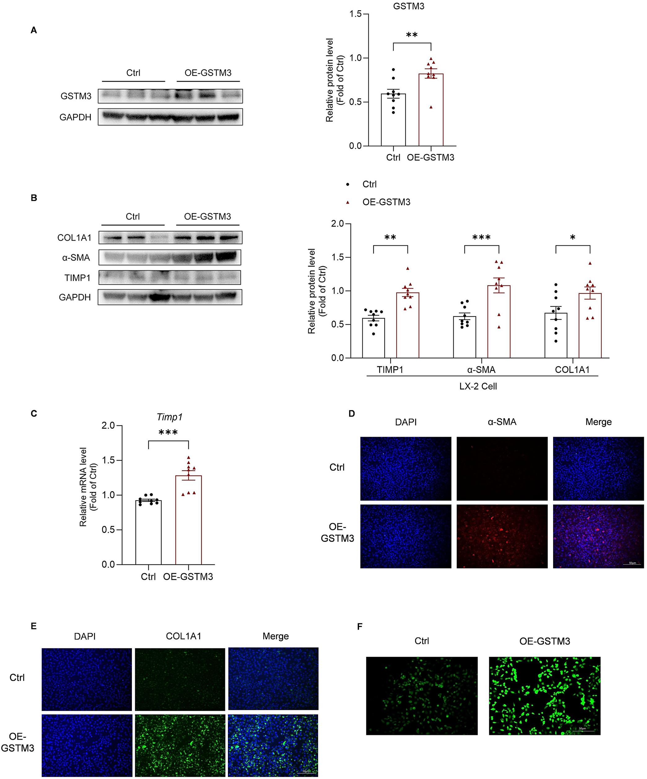 Effects of GSTM3 overexpression on HSC activation and ROS levels in LX-2 cells.