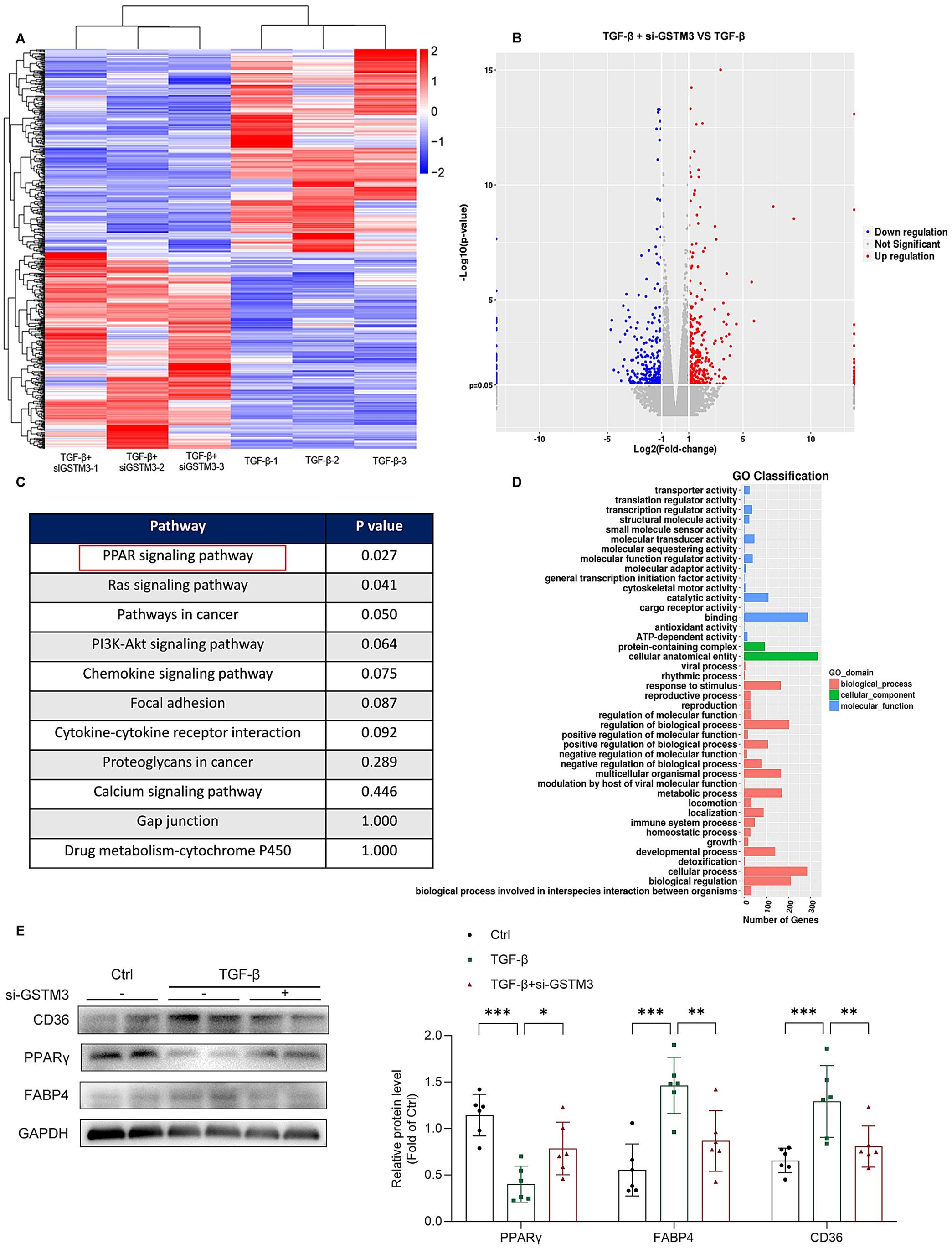 Effects of GSTM3 knockdown on HSC activation via the PPARγ signaling pathway.