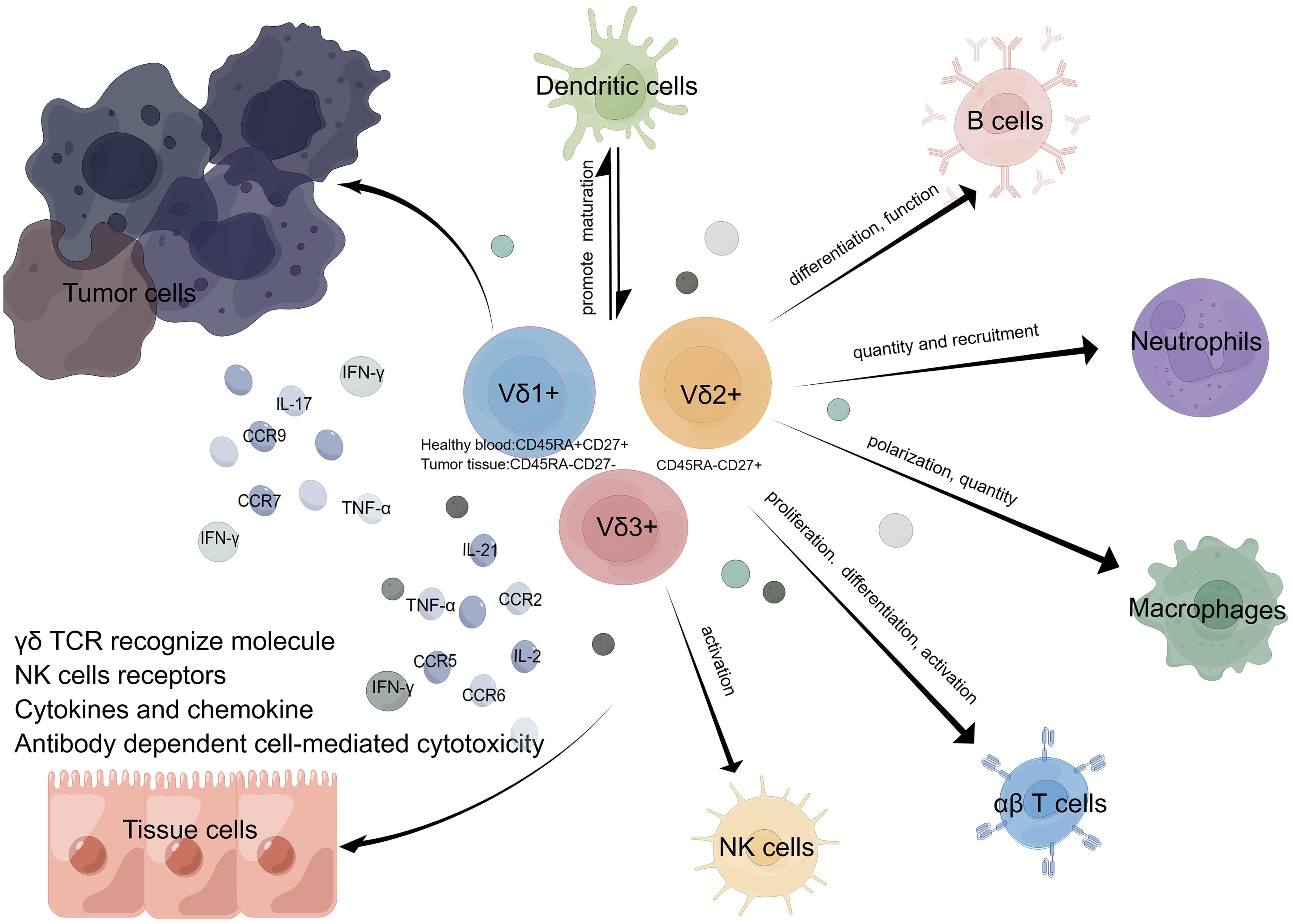 The subtypes of γδ T cells and the pathophysiological roles of γδ T cells in tumors.