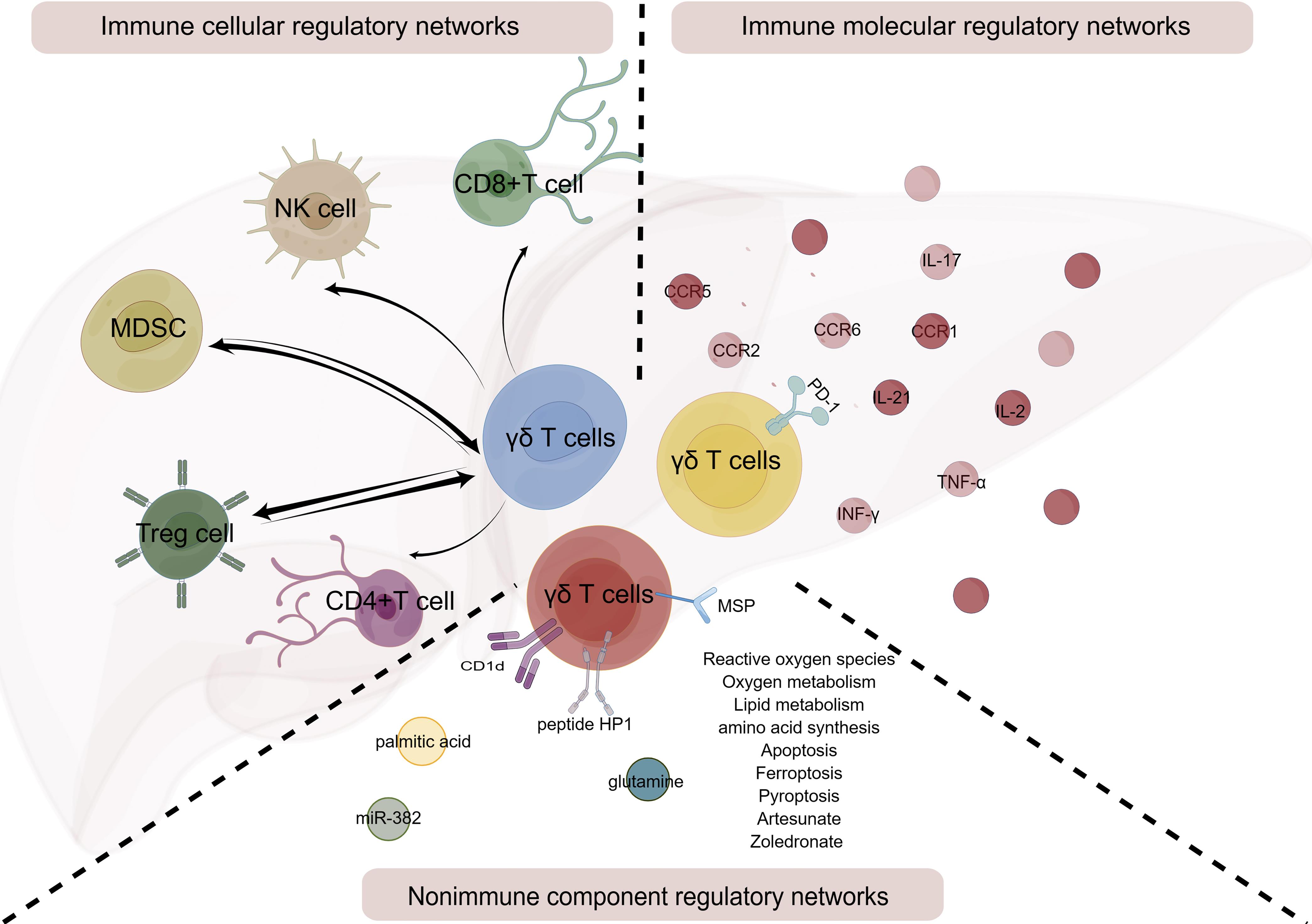 Brief summary of immune regulatory networks of γδ T cells involved in the microenvironment of liver cancer.