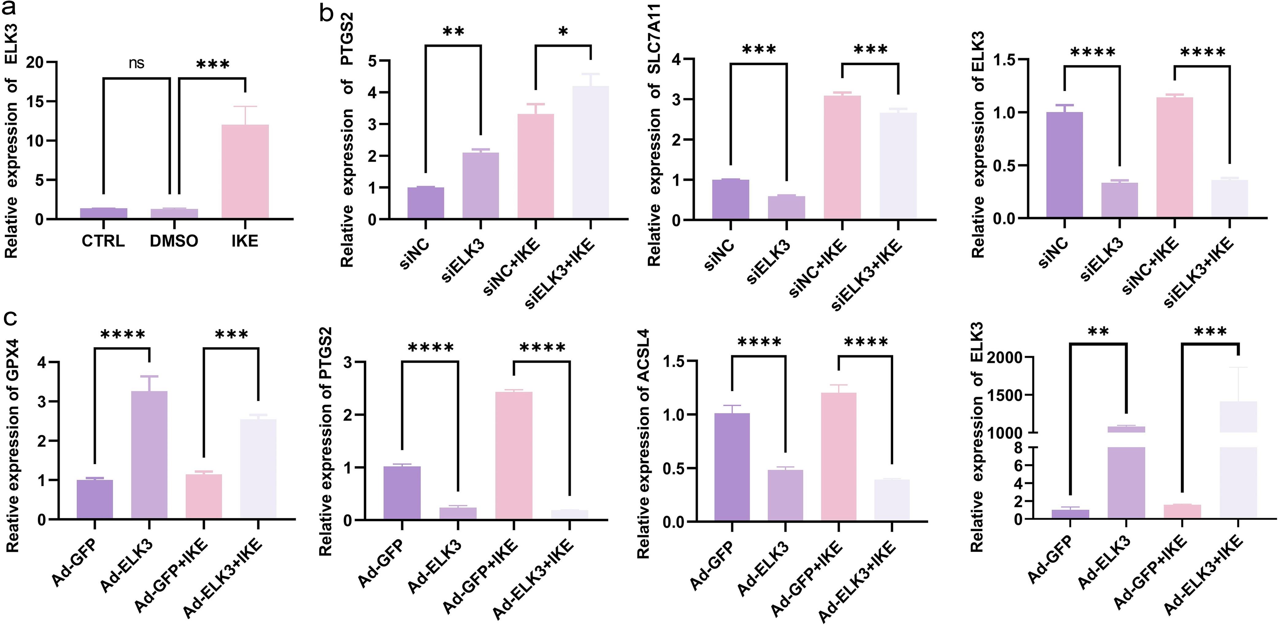 Effect of ELK3 on the expression of ferroptosis-related molecules in rheumatoid arthritis (RA) fibroblast-like synoviocytes (FLS).