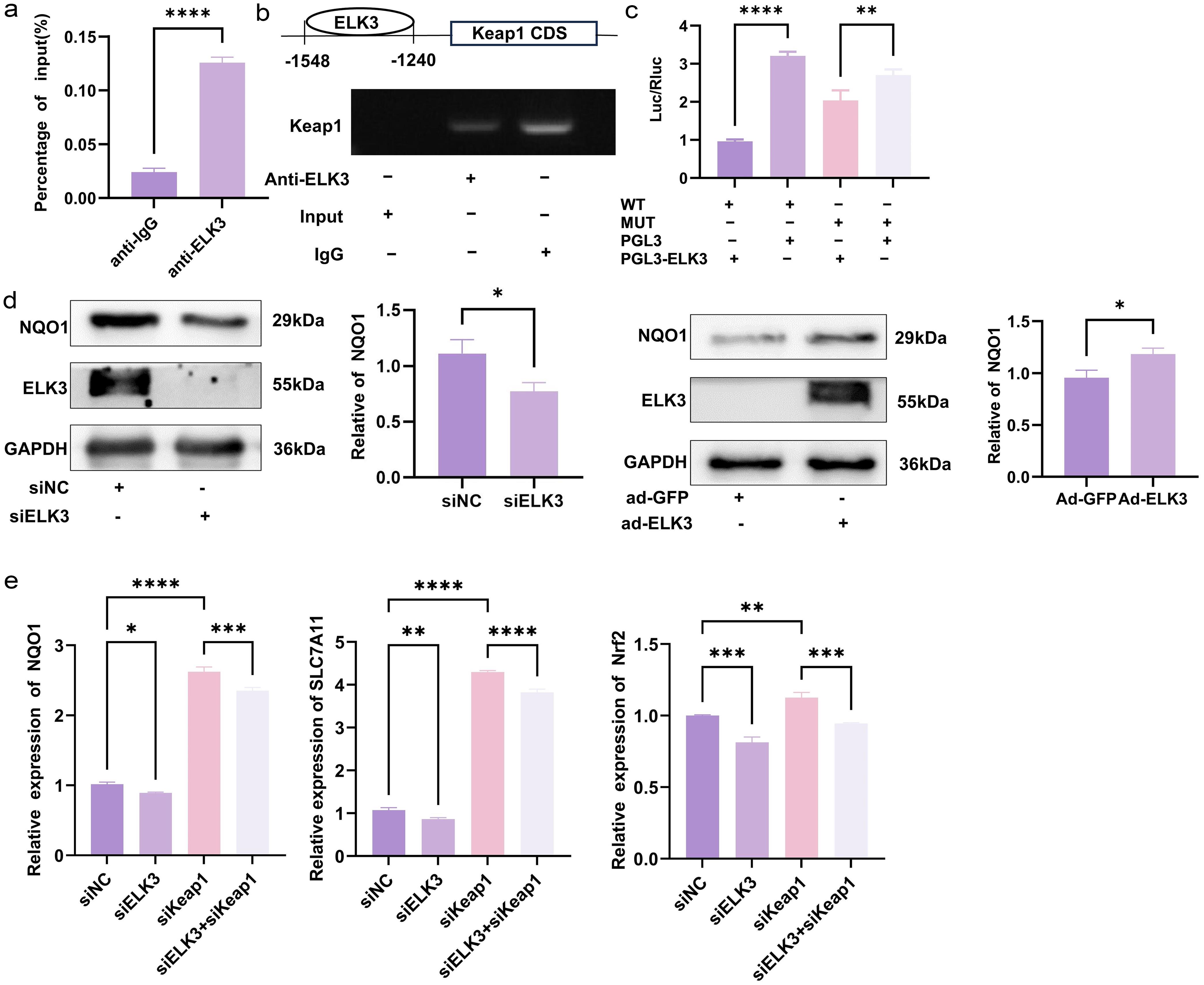 ELK3 regulates ferroptosis in RA FLS by controlling kelch-like ECH-associated protein 1 (Keap1).