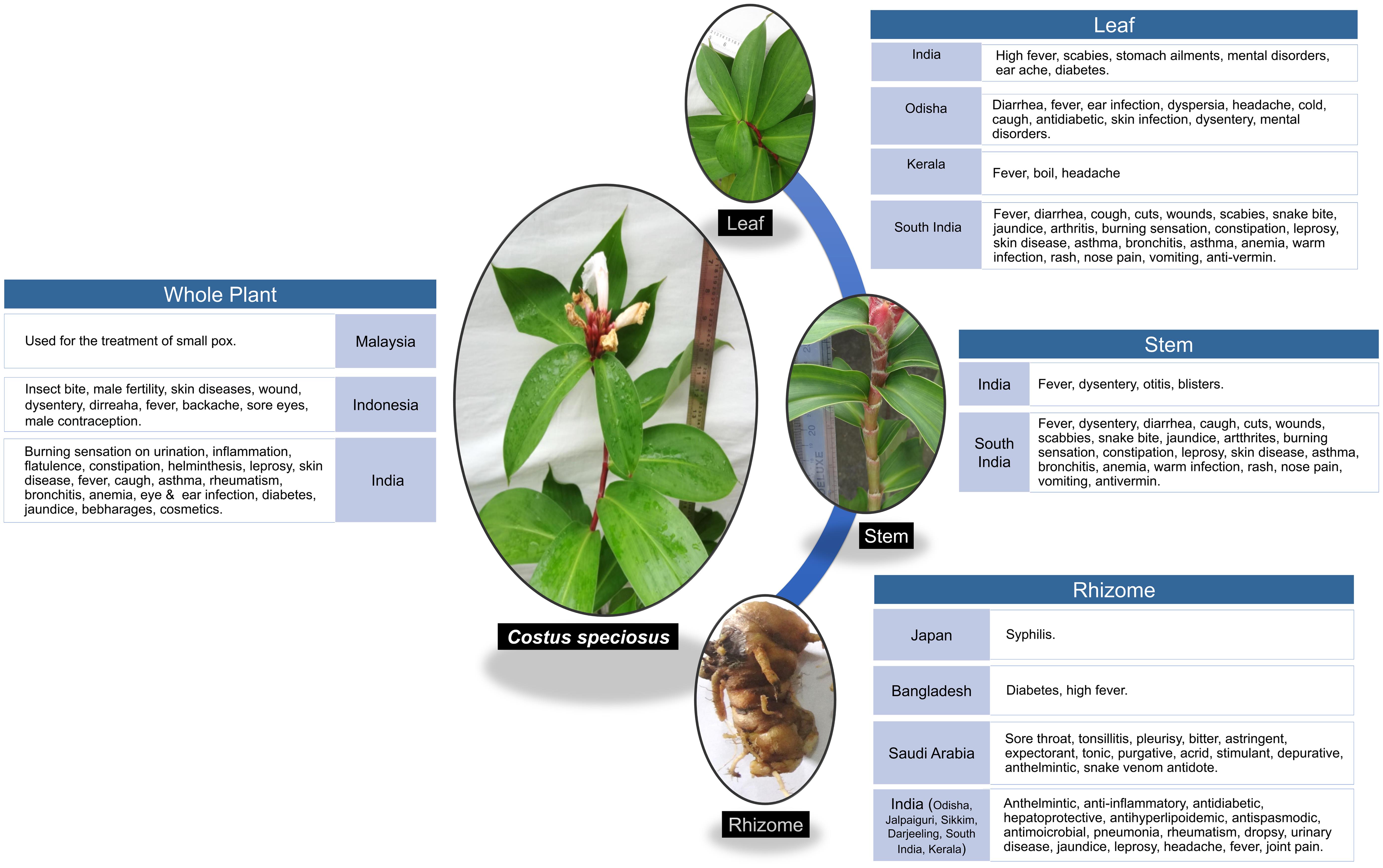 Parts of <italic>Costus speciosus</italic> and their uses.