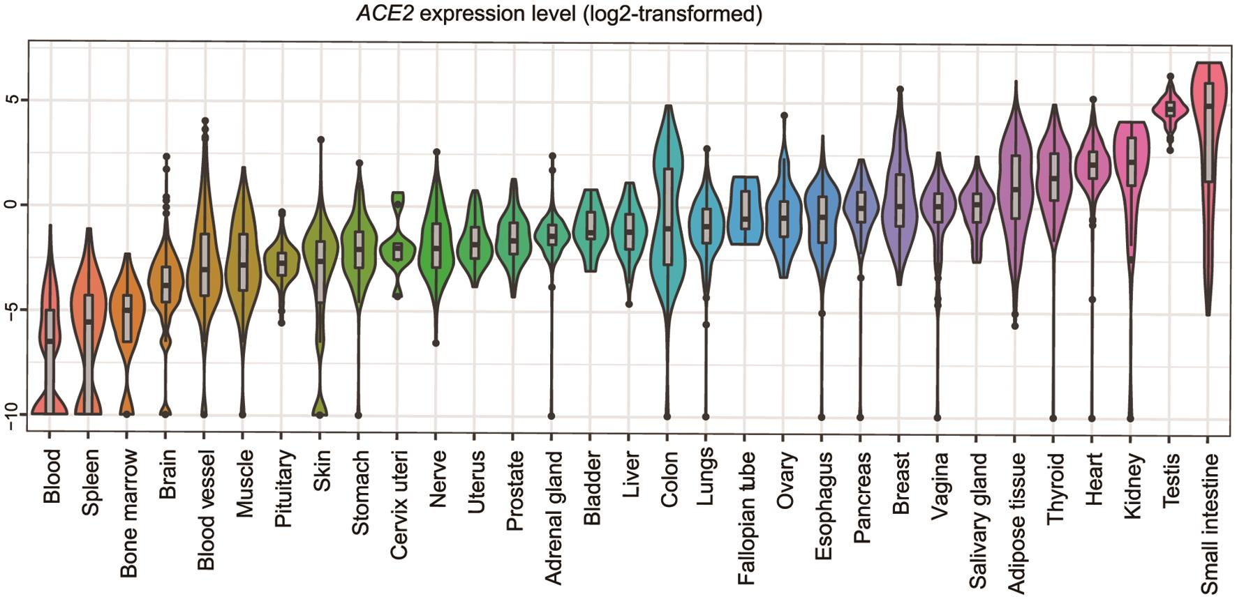 ACE-2 expression level in different organs.