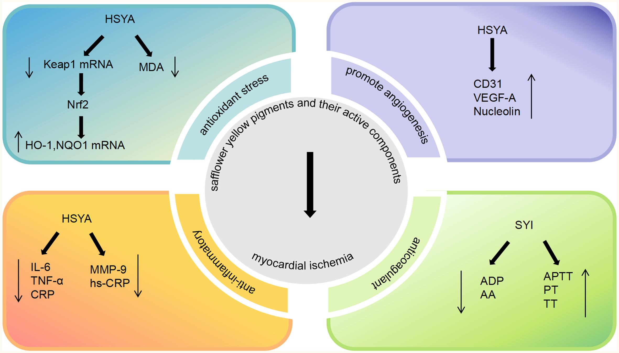 Mechanism of safflower yellow pigments and their active components in improving myocardial ischemia.