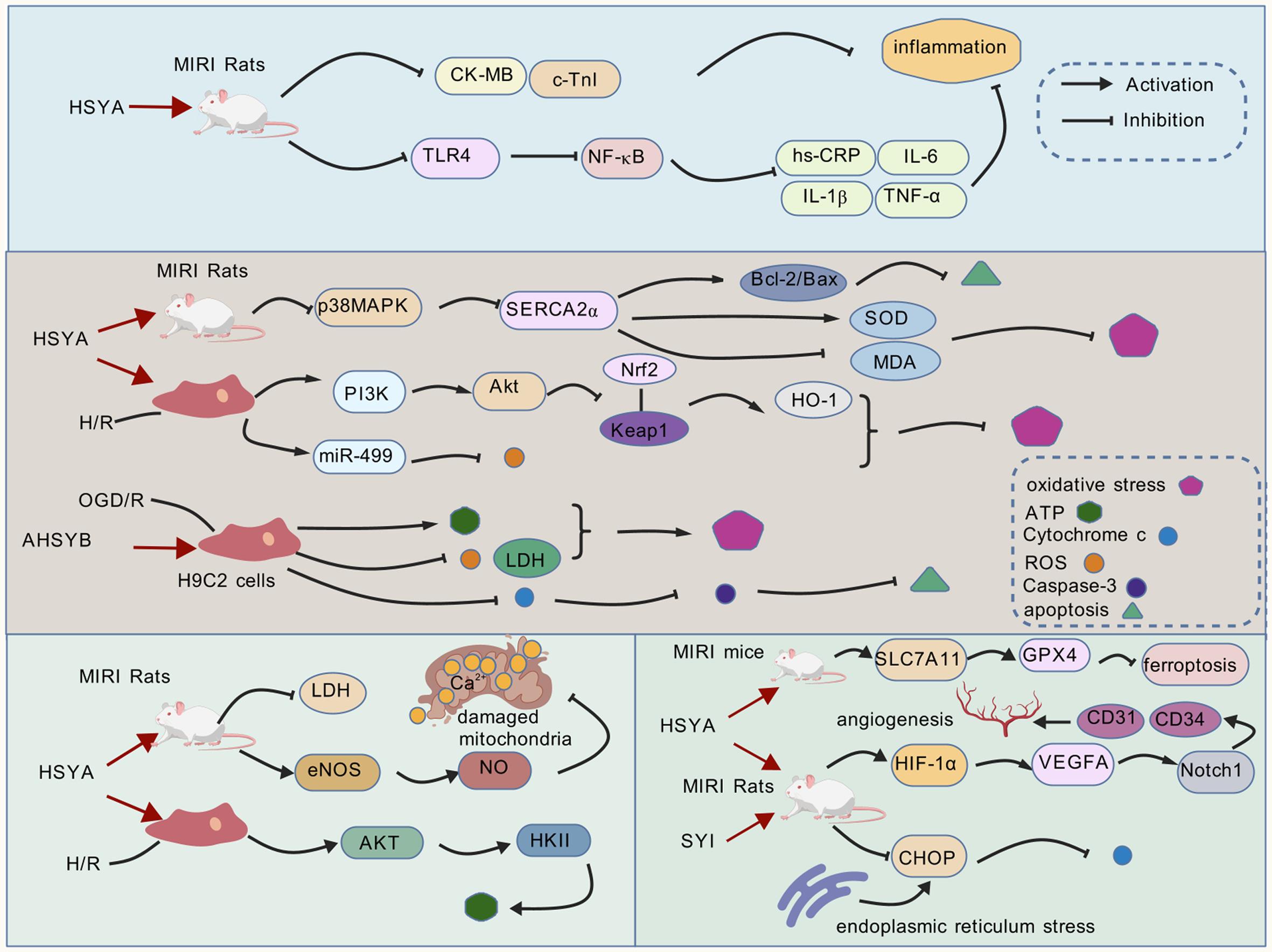 Mechanism of action of safflower yellow pigments and their active components in the treatment of MIRI.