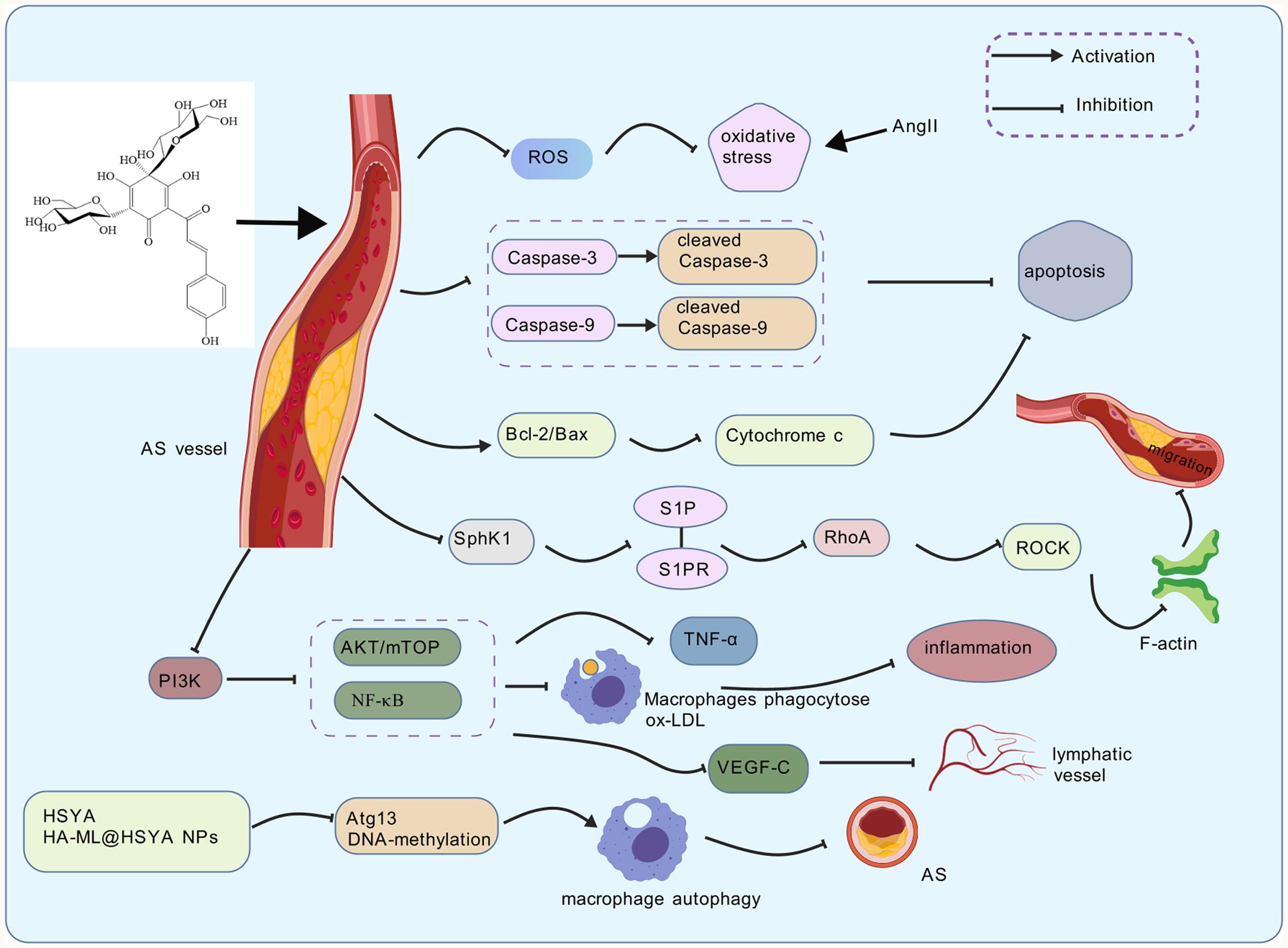 Mechanism of action of HSYA in treating AS.