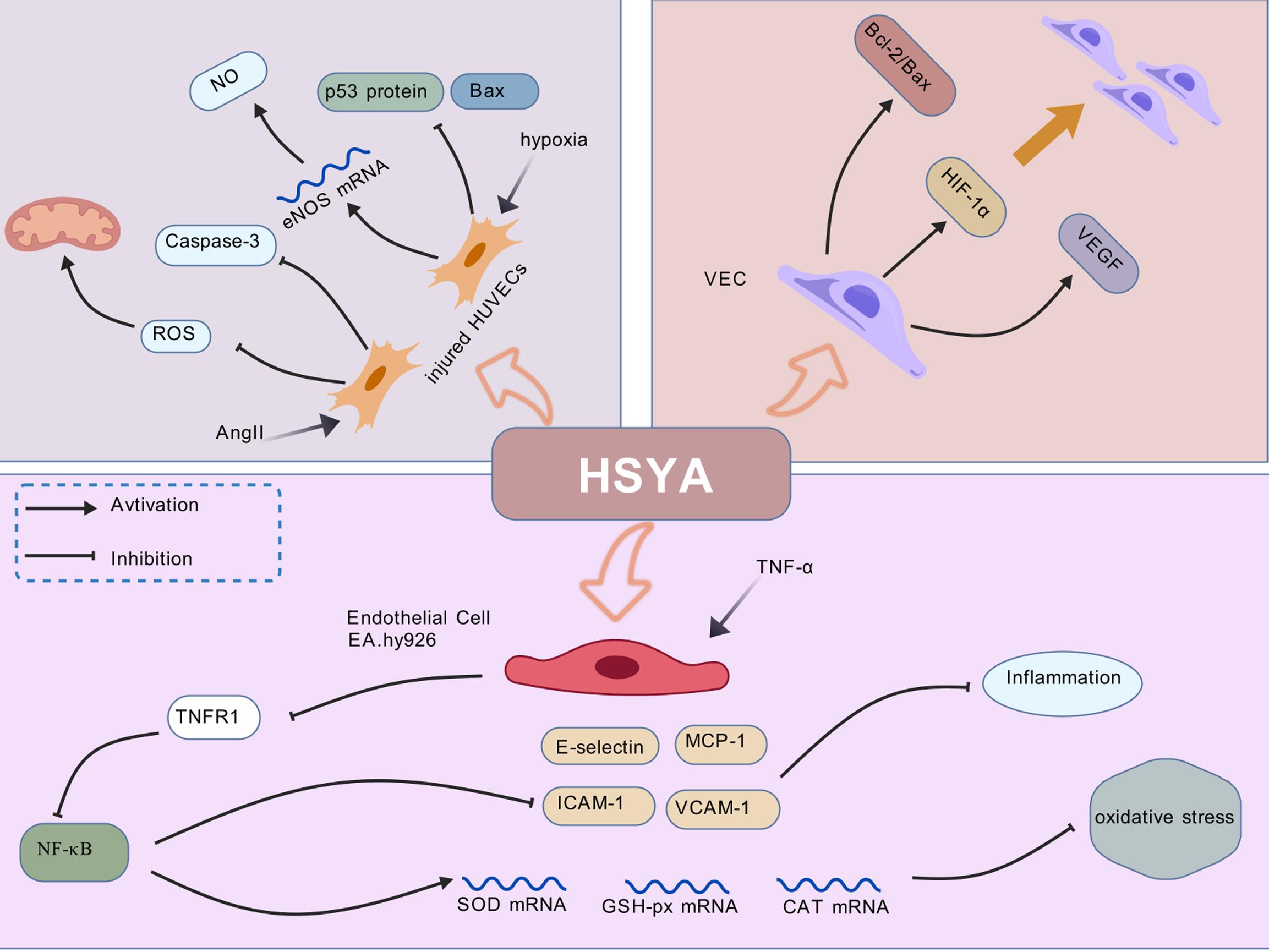 Mechanism of HSYA in improving vascular injury.