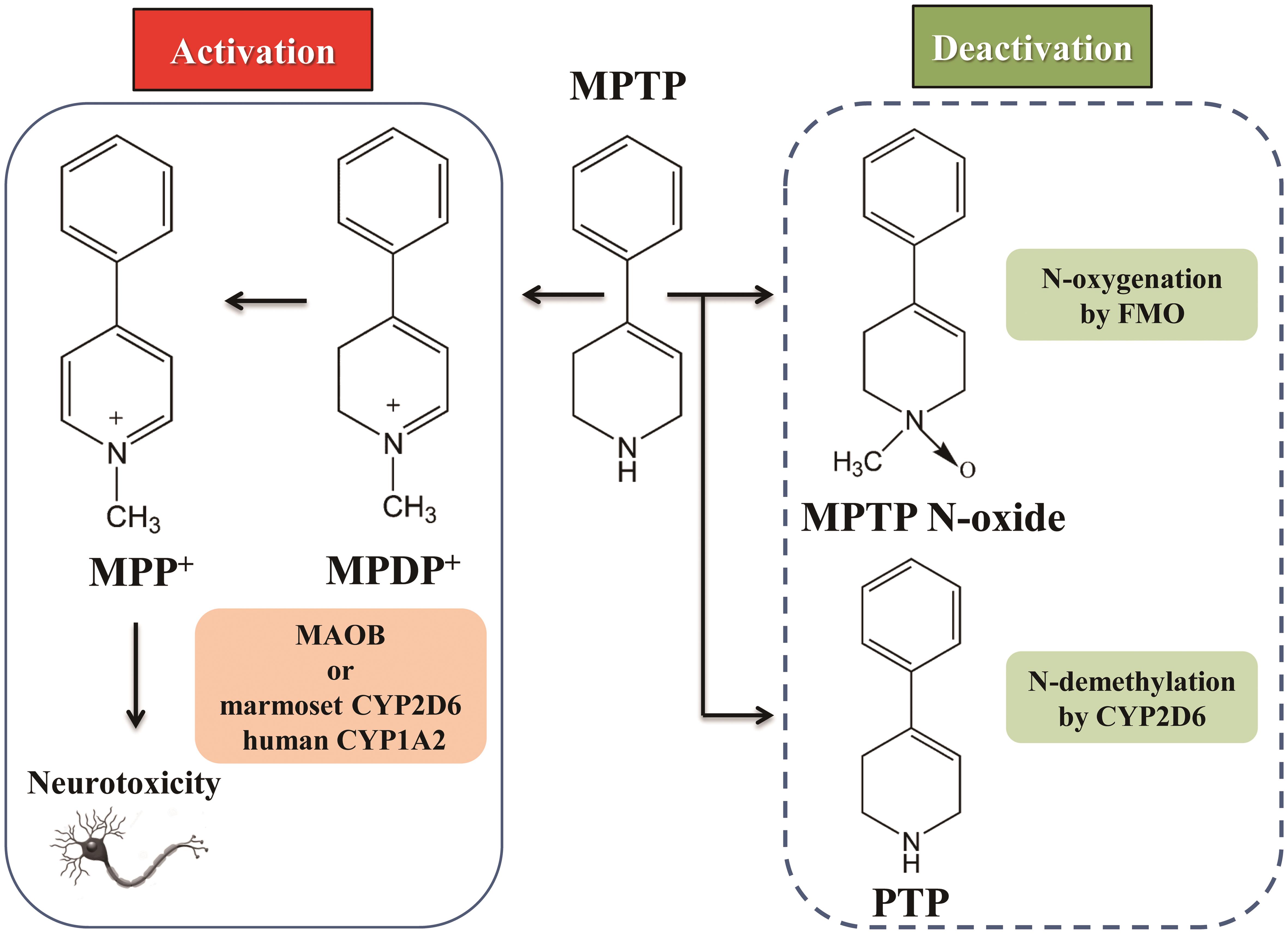 Metabolic activation and deactivation of MPTP.