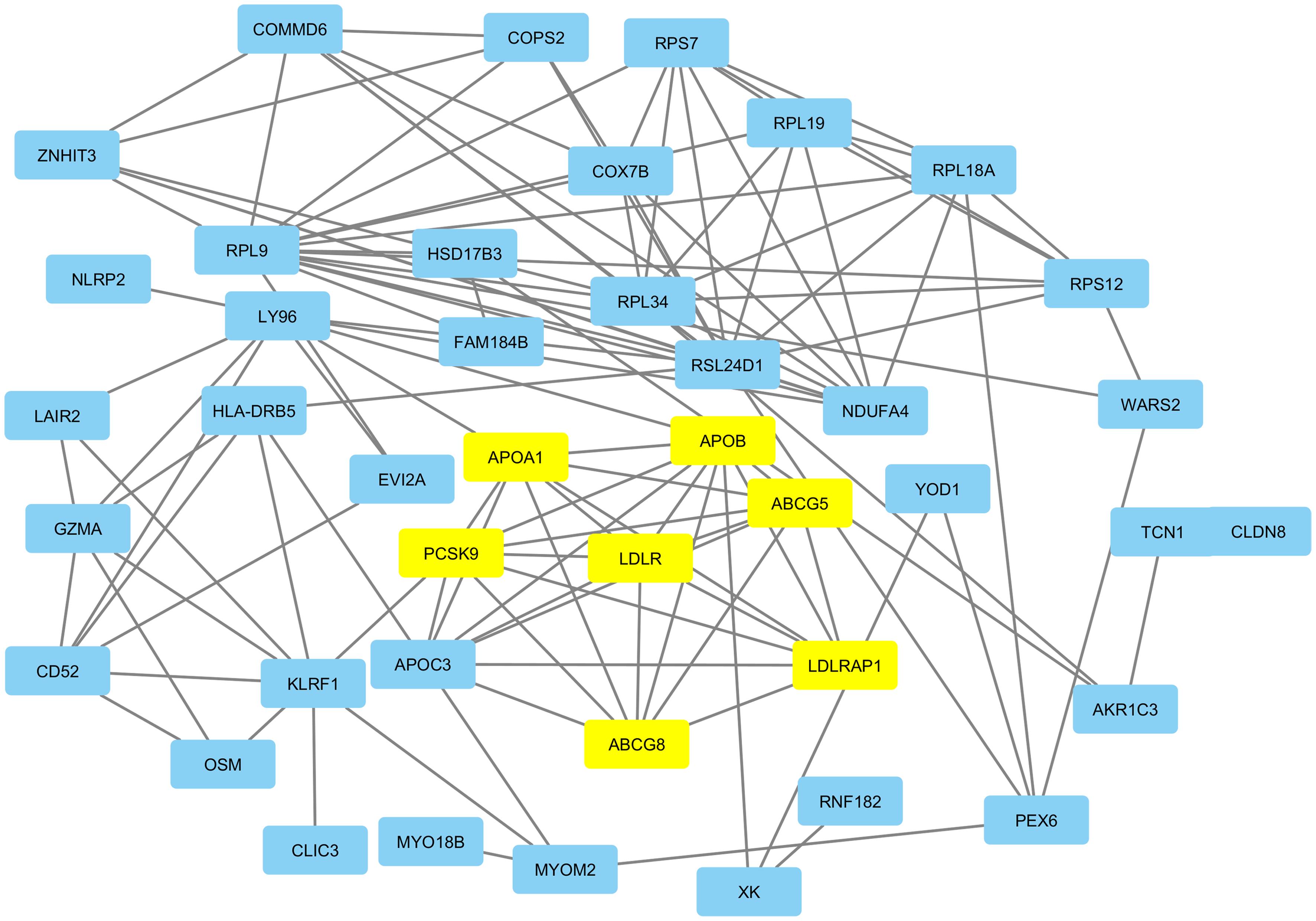 PPI network showing interactions between hub genes (Blue) and known FH genes (in yellow) retrieved from Cytoscape.