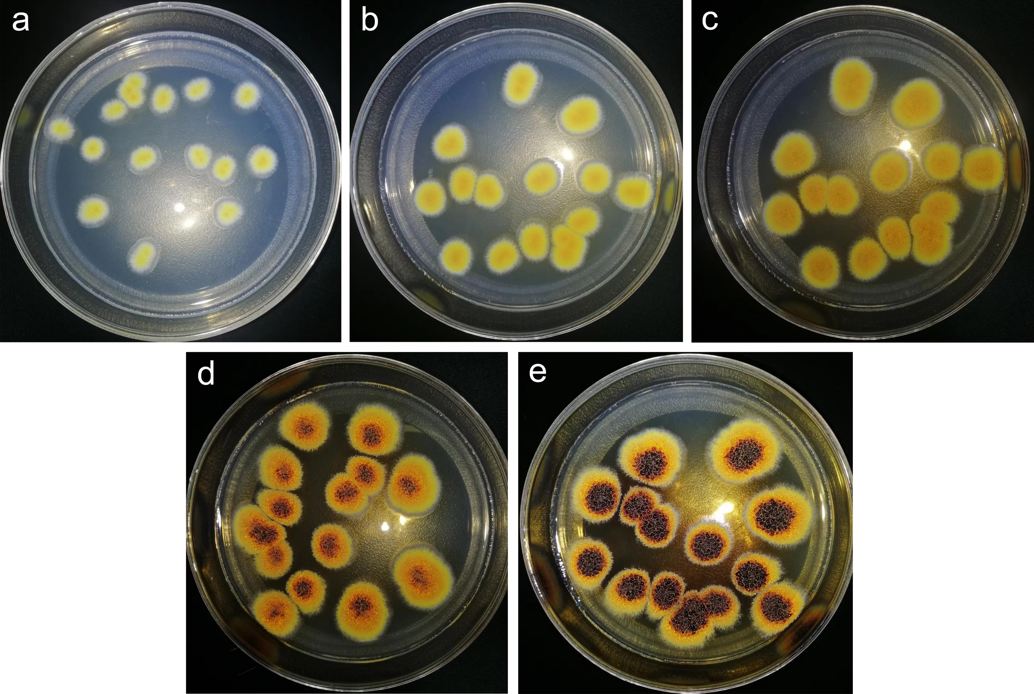 Morphological characteristics of <italic>E. cristatum</italic> at different culture times.