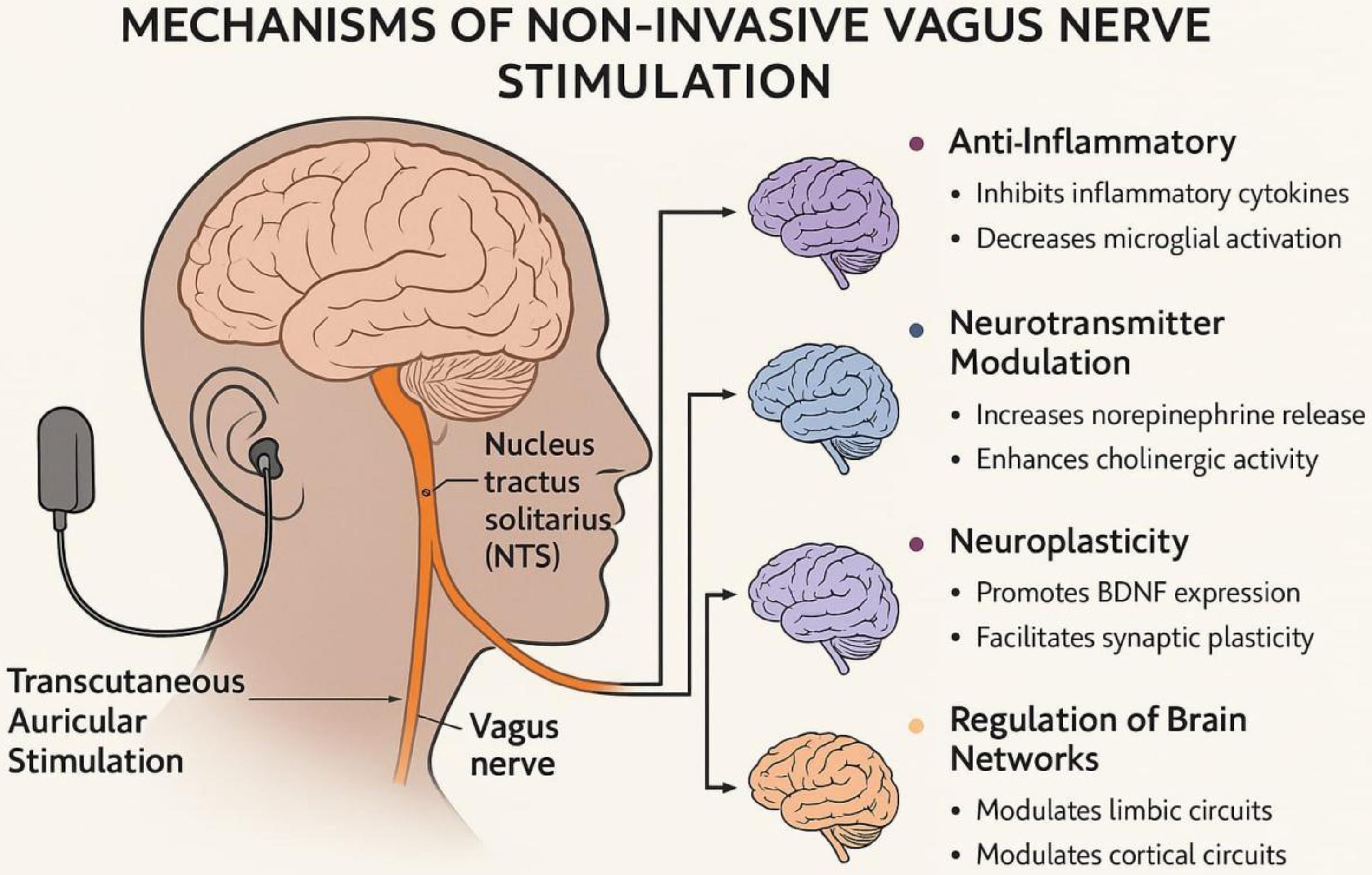 Major mechanisms of non-invasive vagus nerve stimulation (nVNS).