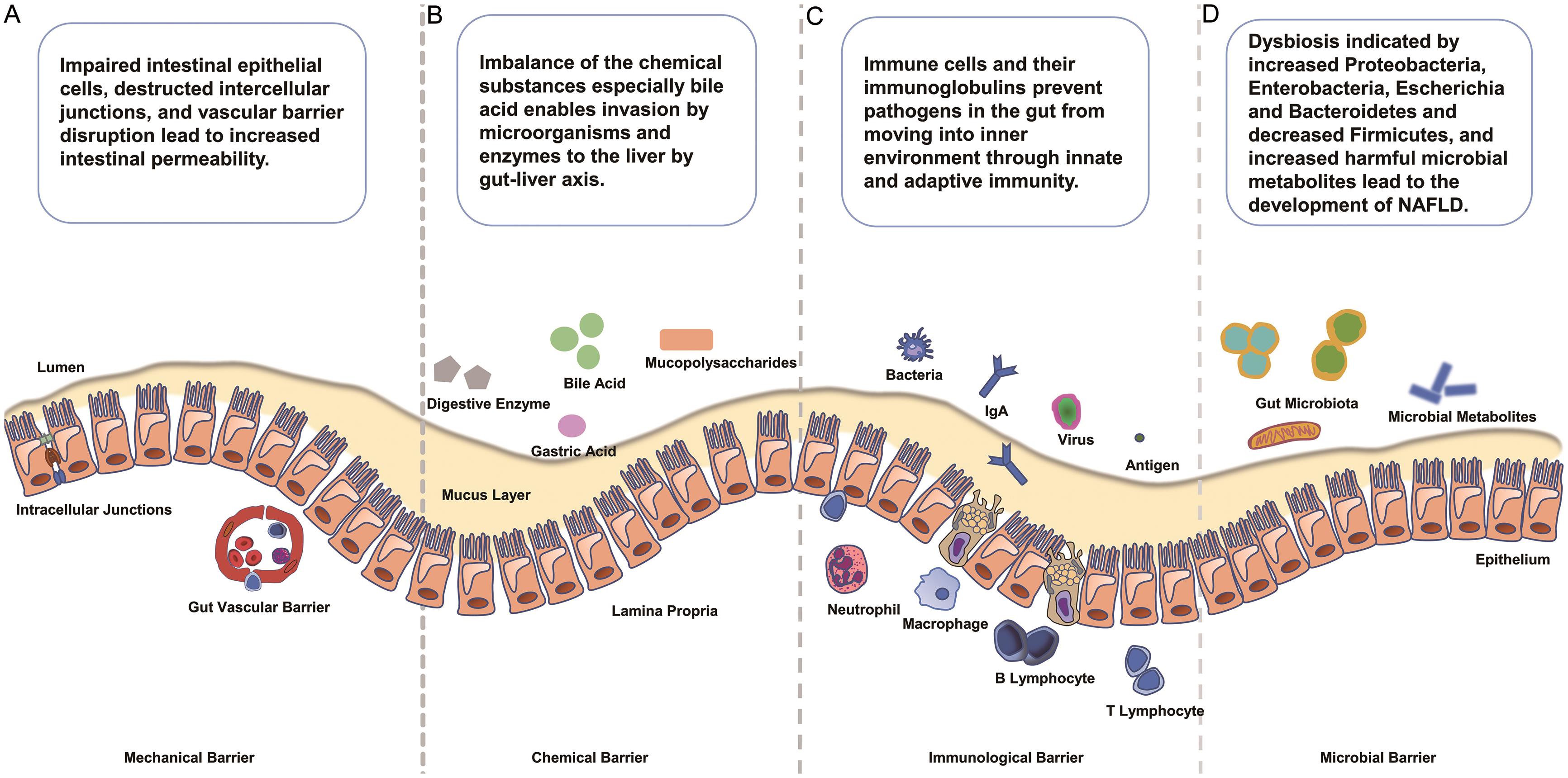 Intestinal barrier components and the pathophysiological changes in NAFLD.