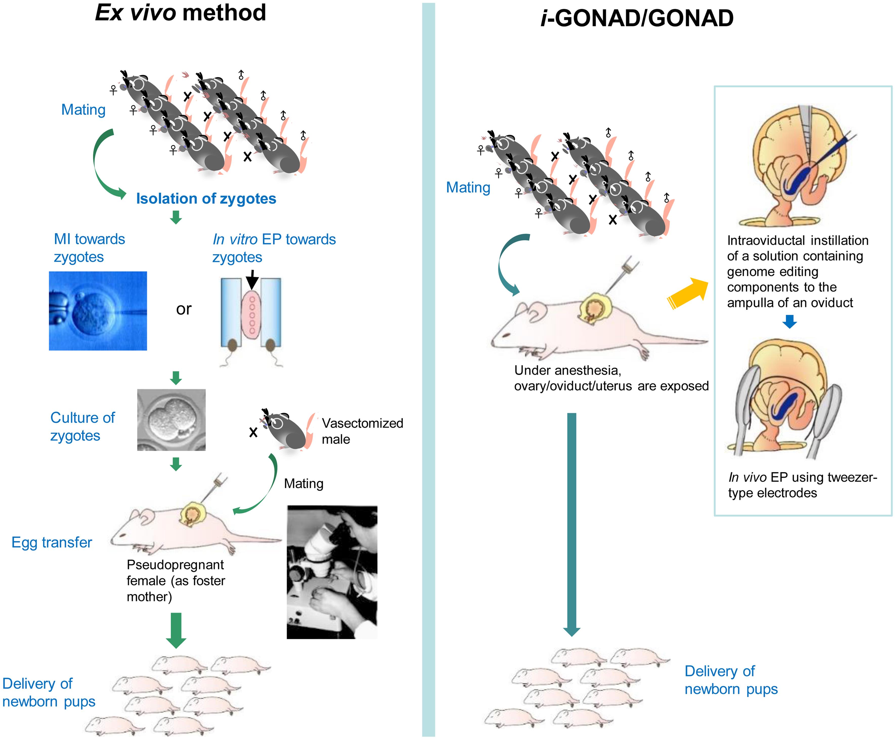 Schematic for the different ways to produce genome-edited animals, based on the <italic>ex vivo</italic> handling of zygotes or GONAD/i-GONAD, in situ genome editing through intraoviductal introduction of genome editing reagents into a pregnant female.
