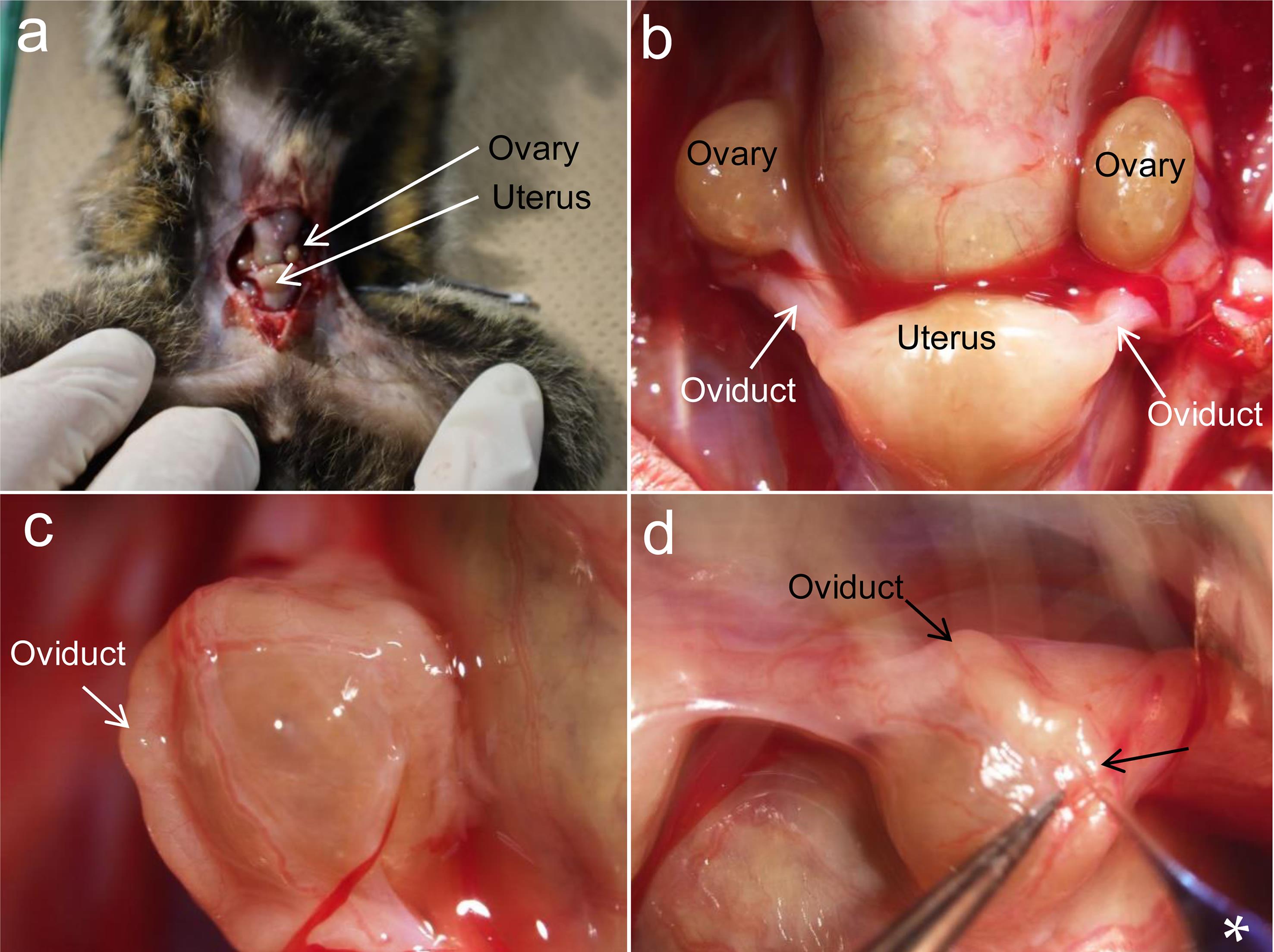 Attempt to perform i-GONAD in marmosets.