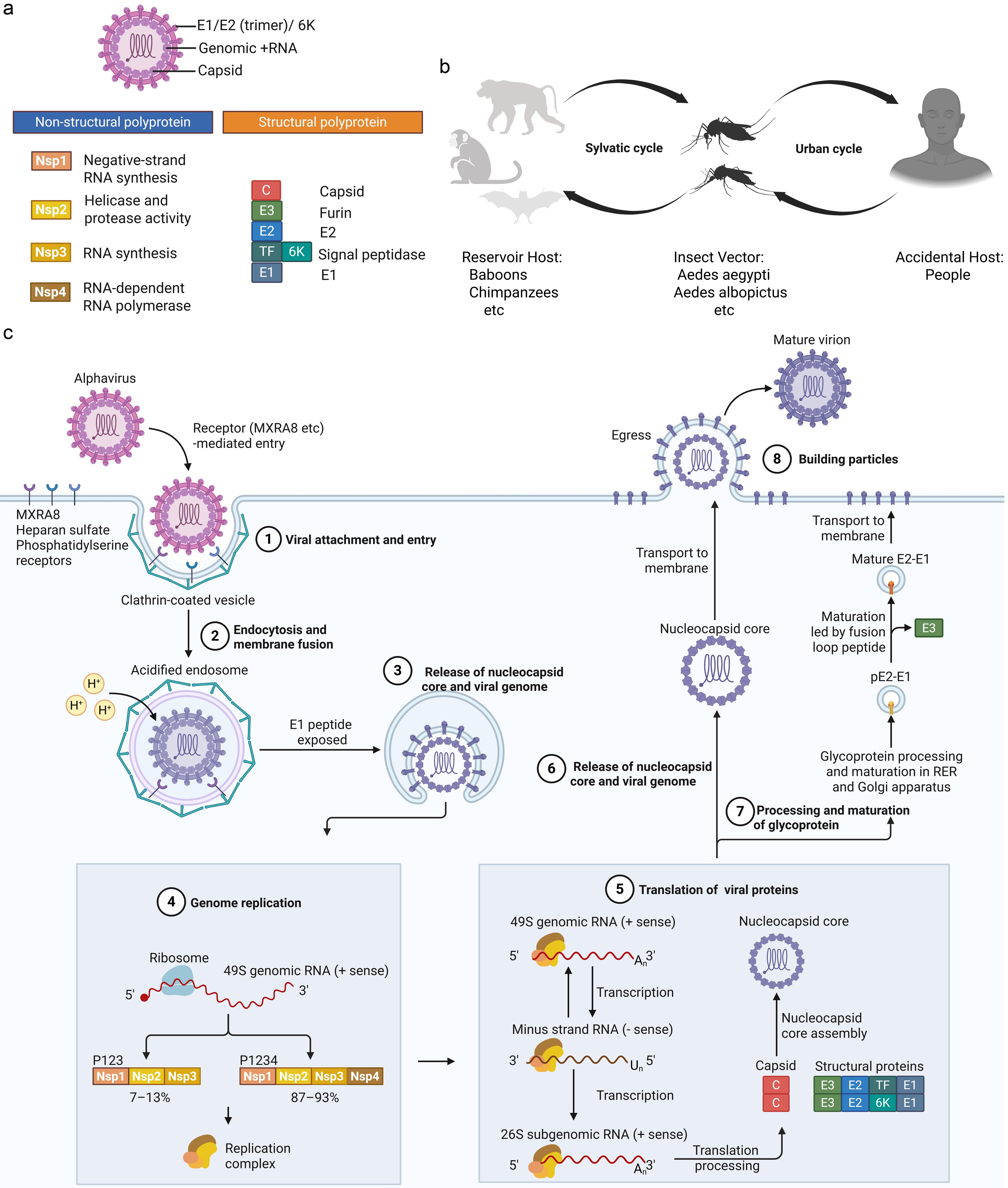 CHIKV genomic organization, transmission cycles, and cellular replication.