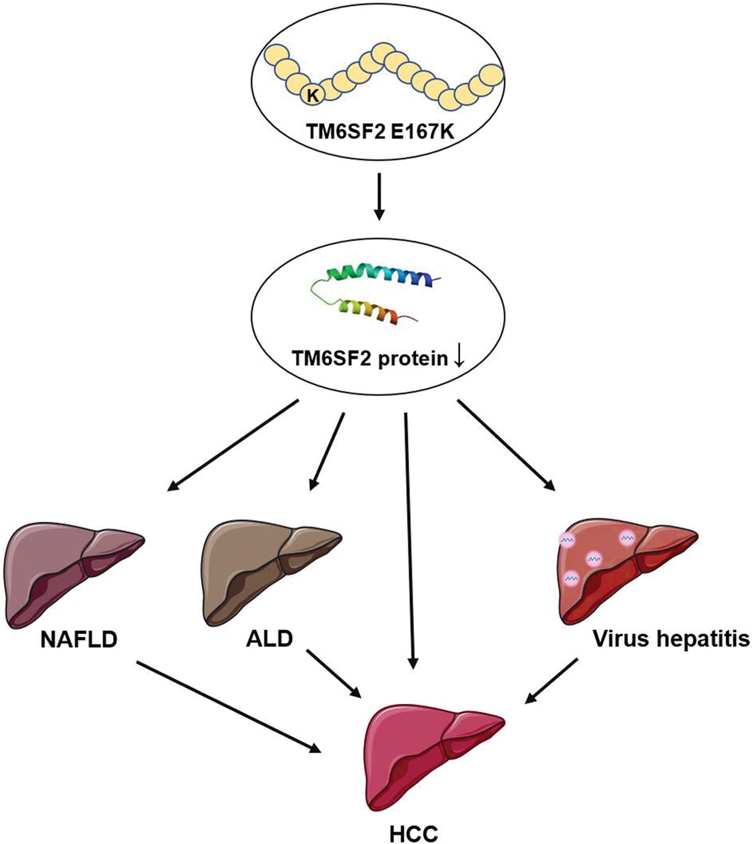 The potential mechanism of <italic>TM6SF2</italic> E167K in clinical liver diseases.