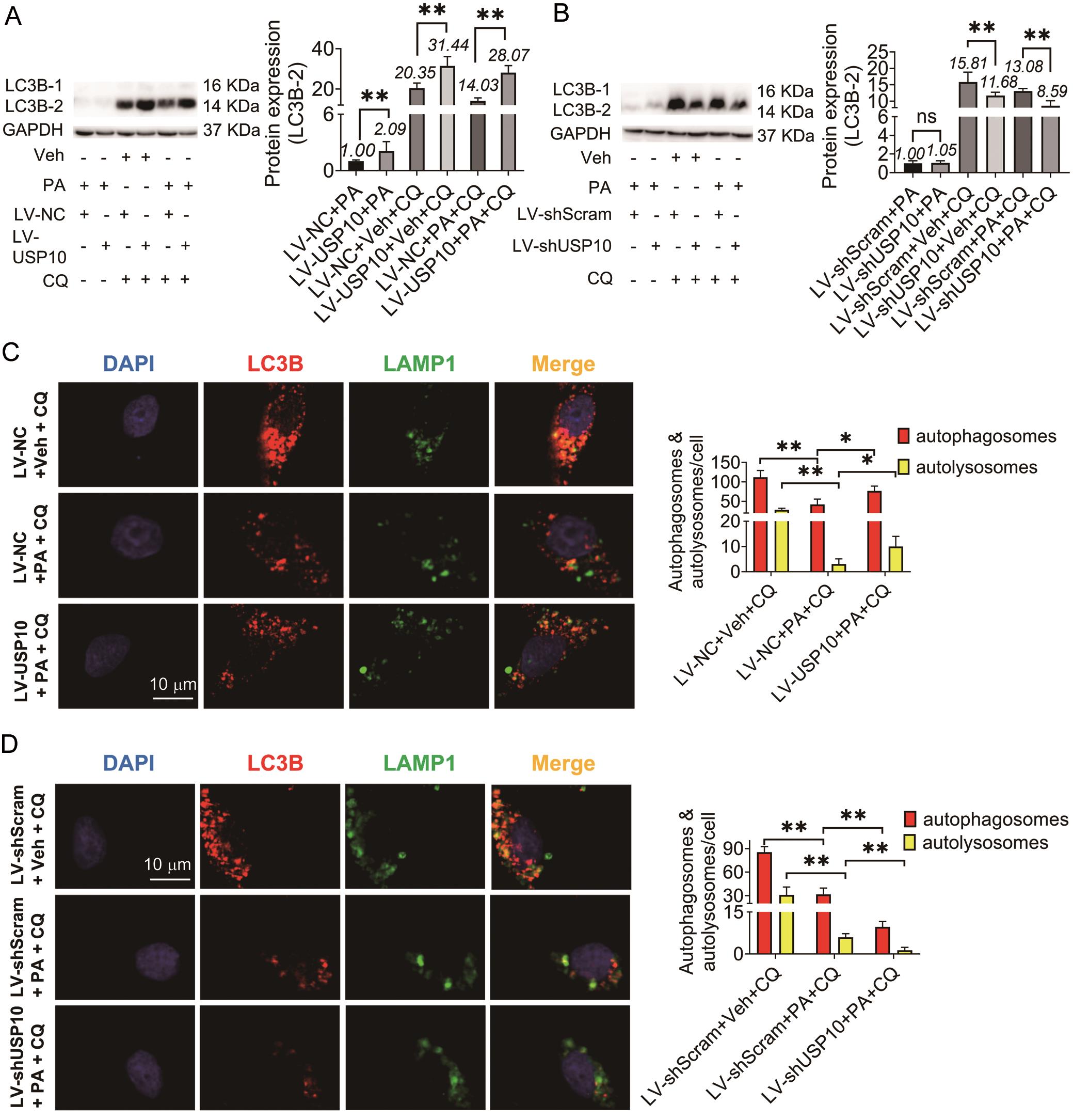 USP10 promoted autophagic flux in HepG2 cells.