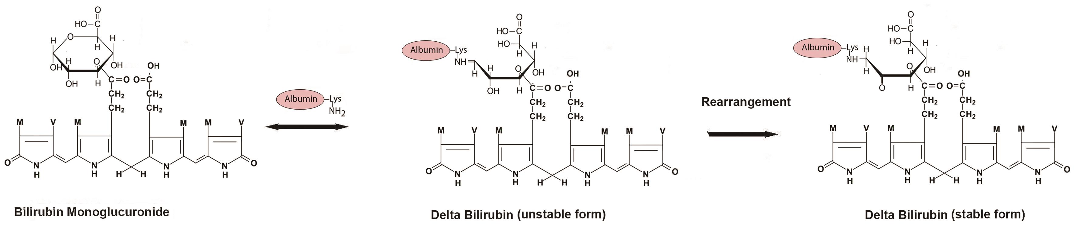 Diagram of a proposed pathway for the formation of delta bilirubin.