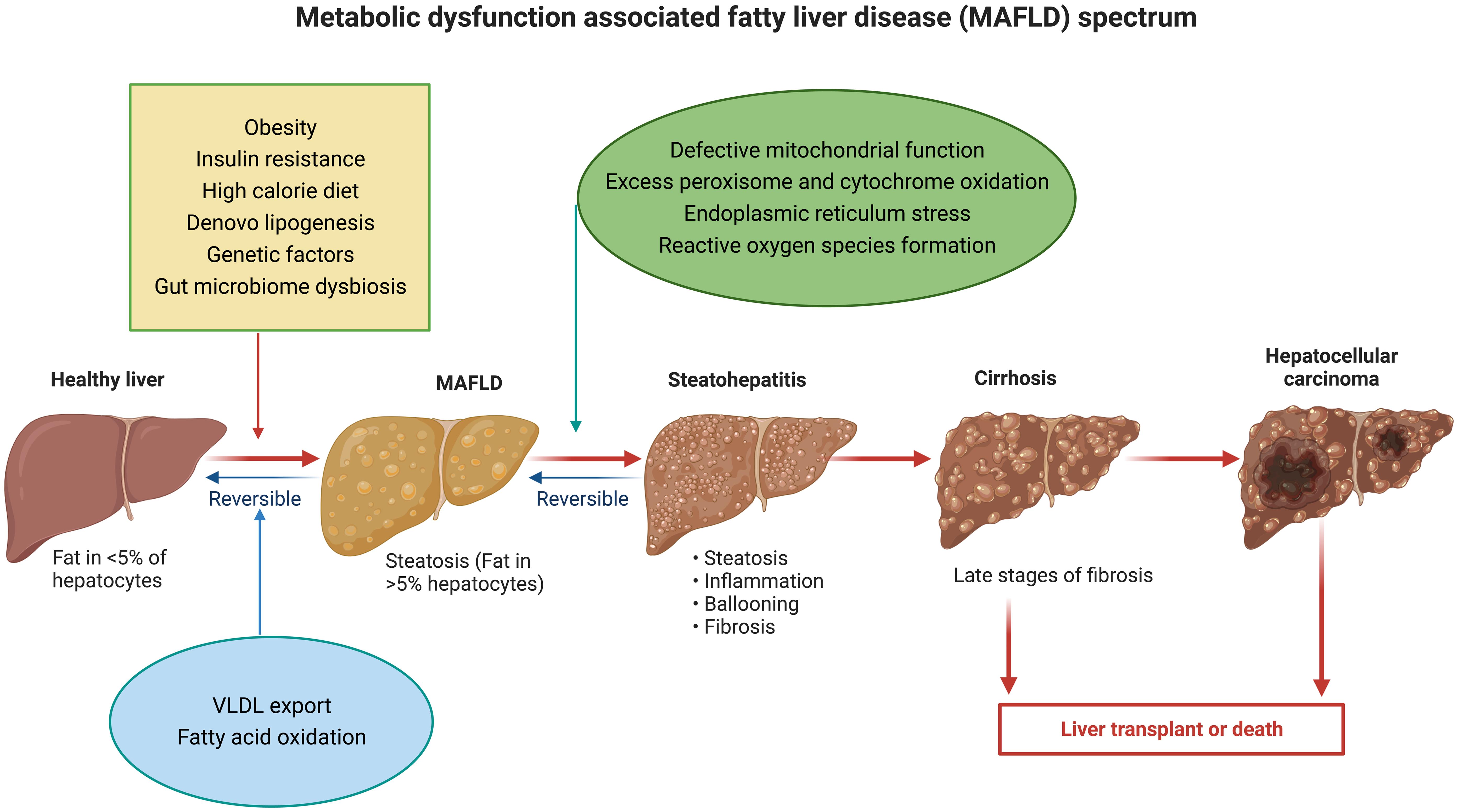 Obesity and Metabolic Dysfunction-associated Fatty Liver Disease ...