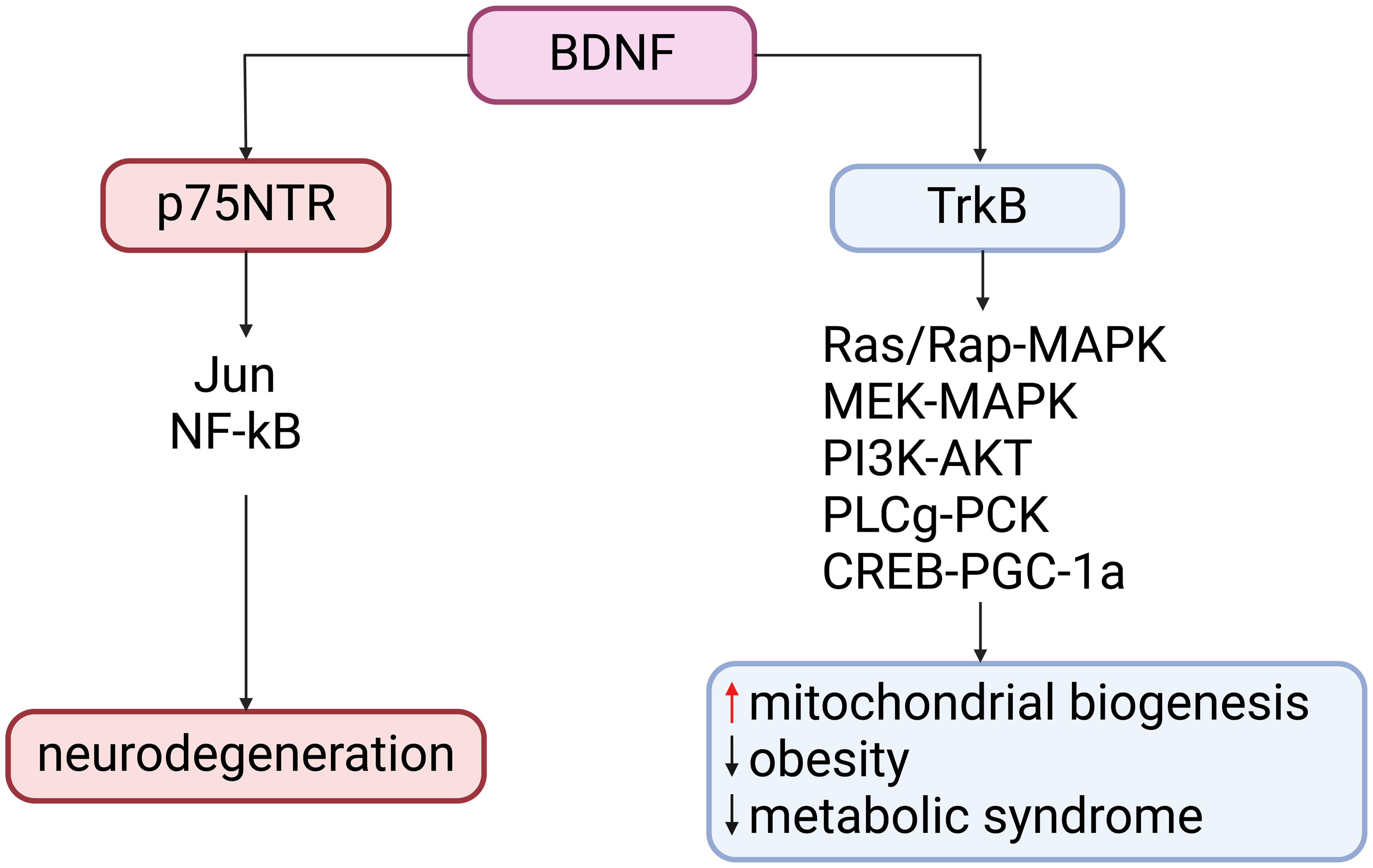 Signaling pathways regulated by BDNF in the brain.